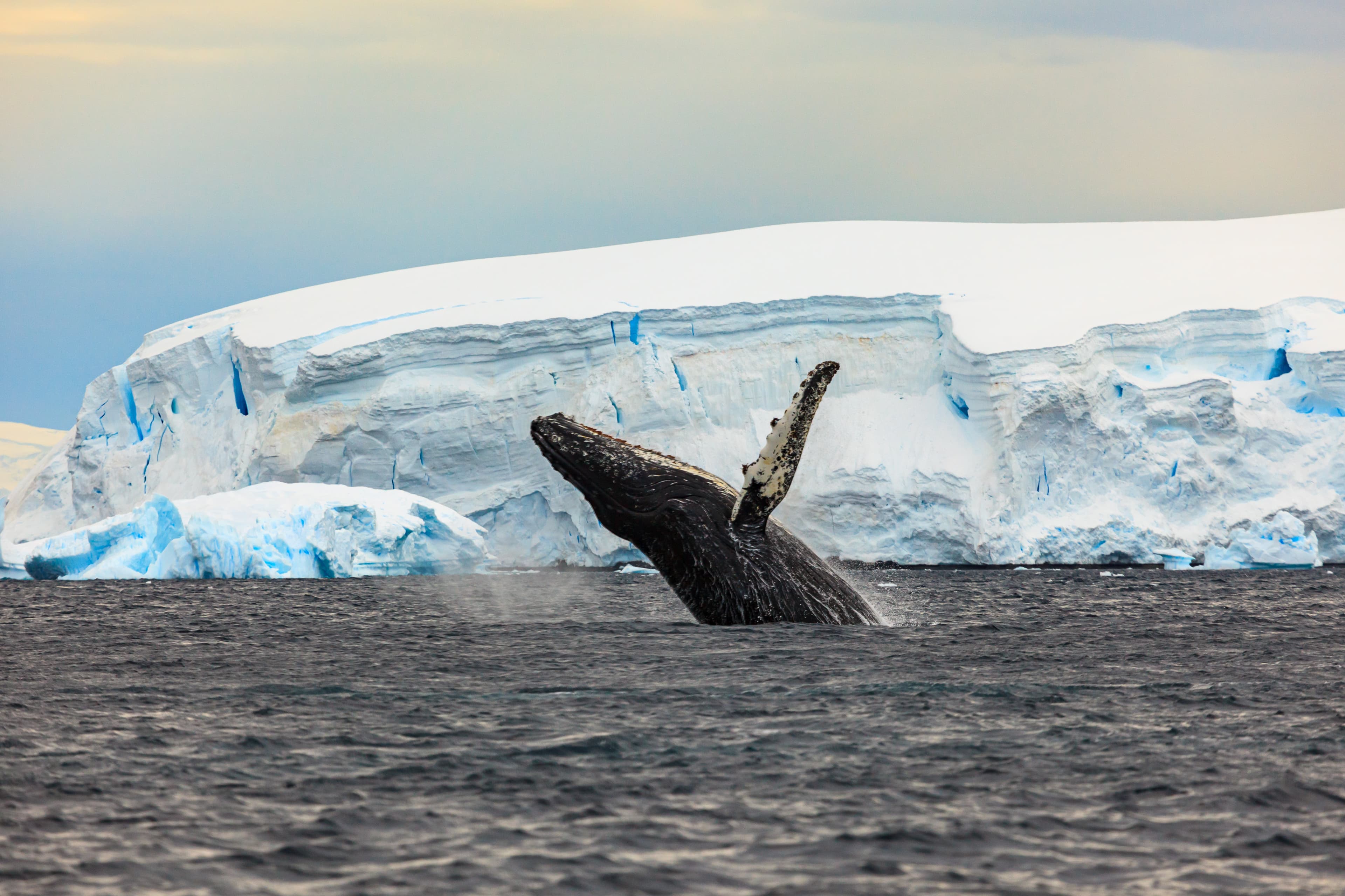 humpback-whale-iceland