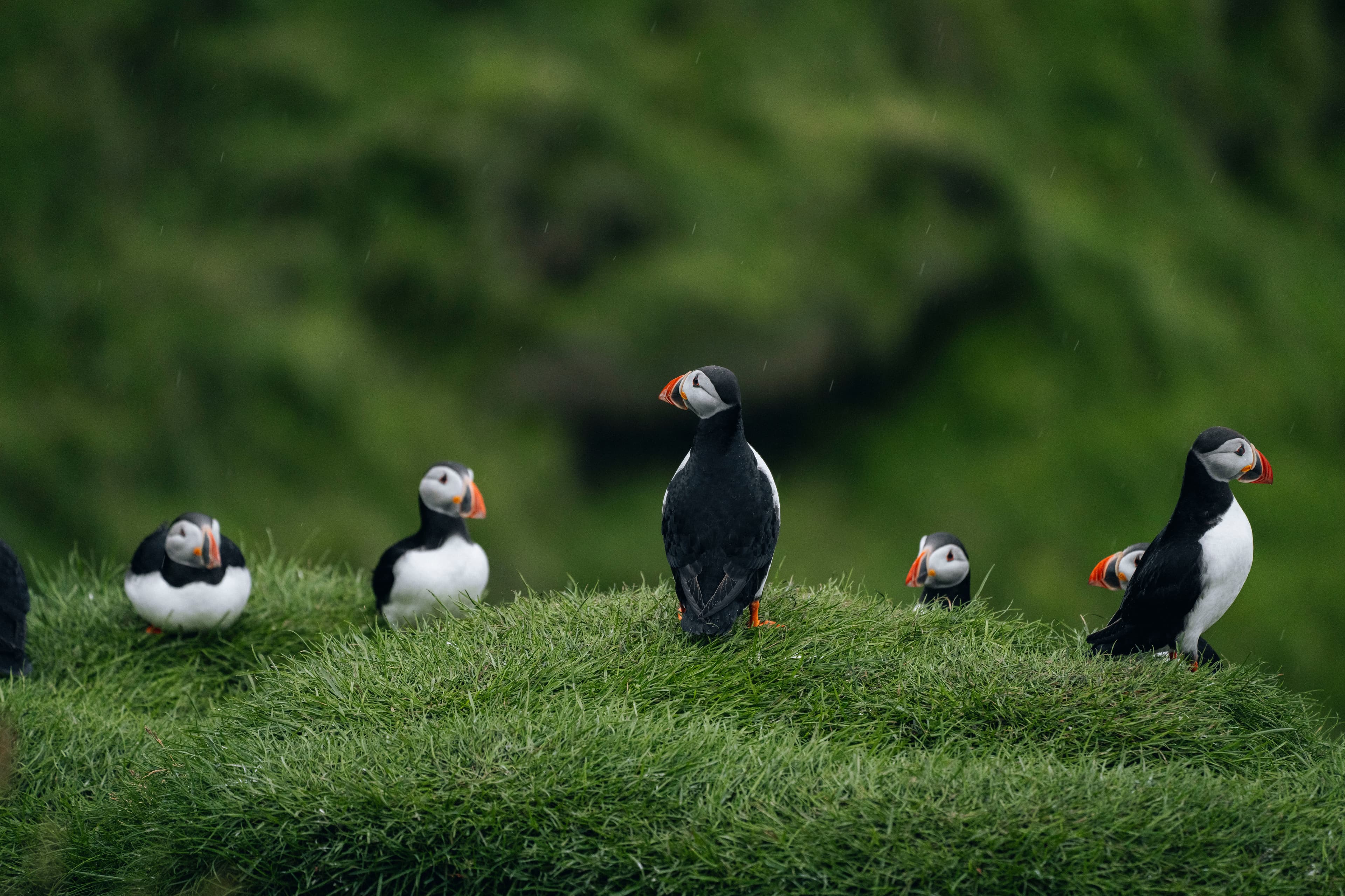 puffin-westmanni-slands