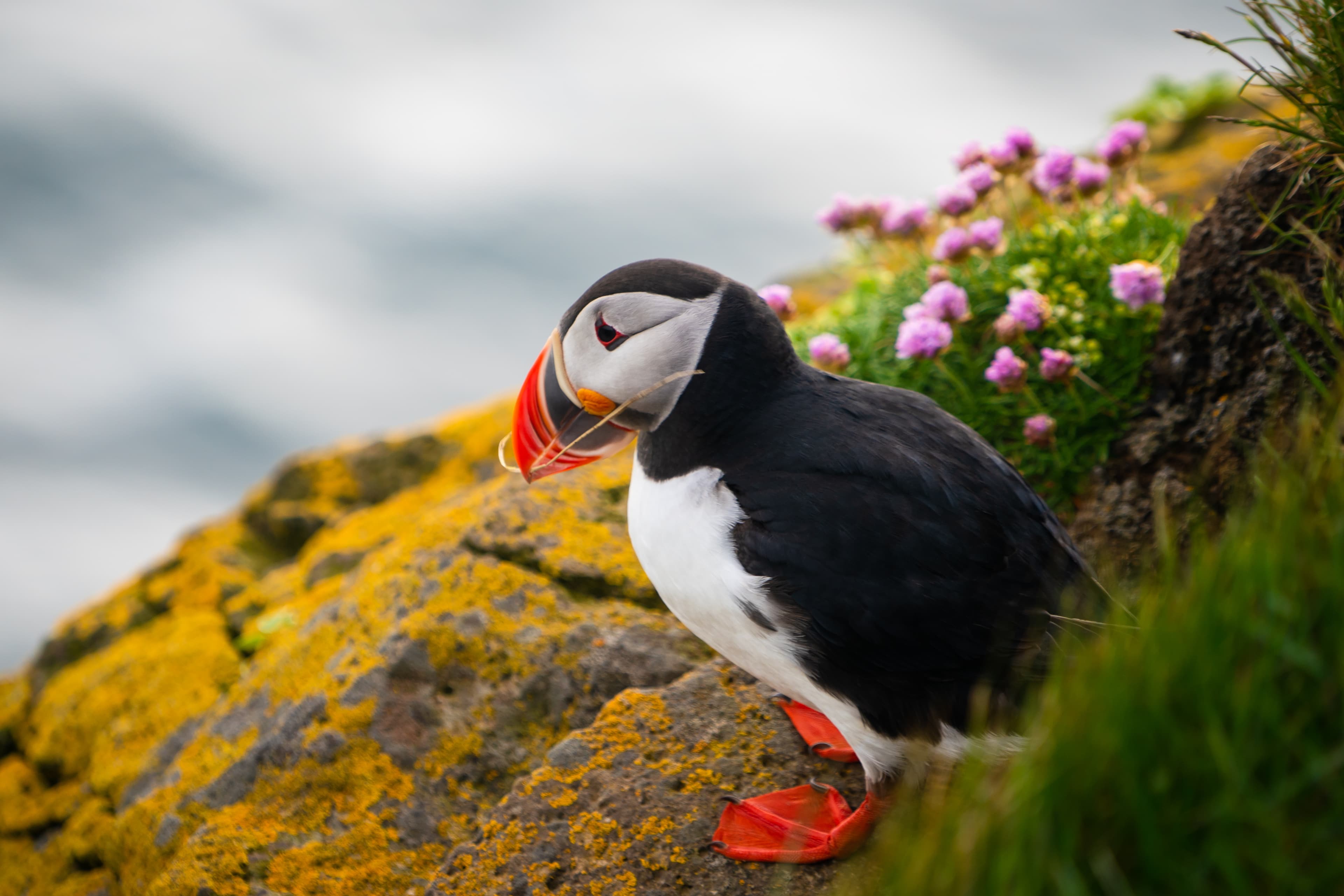 Puffins-iceland