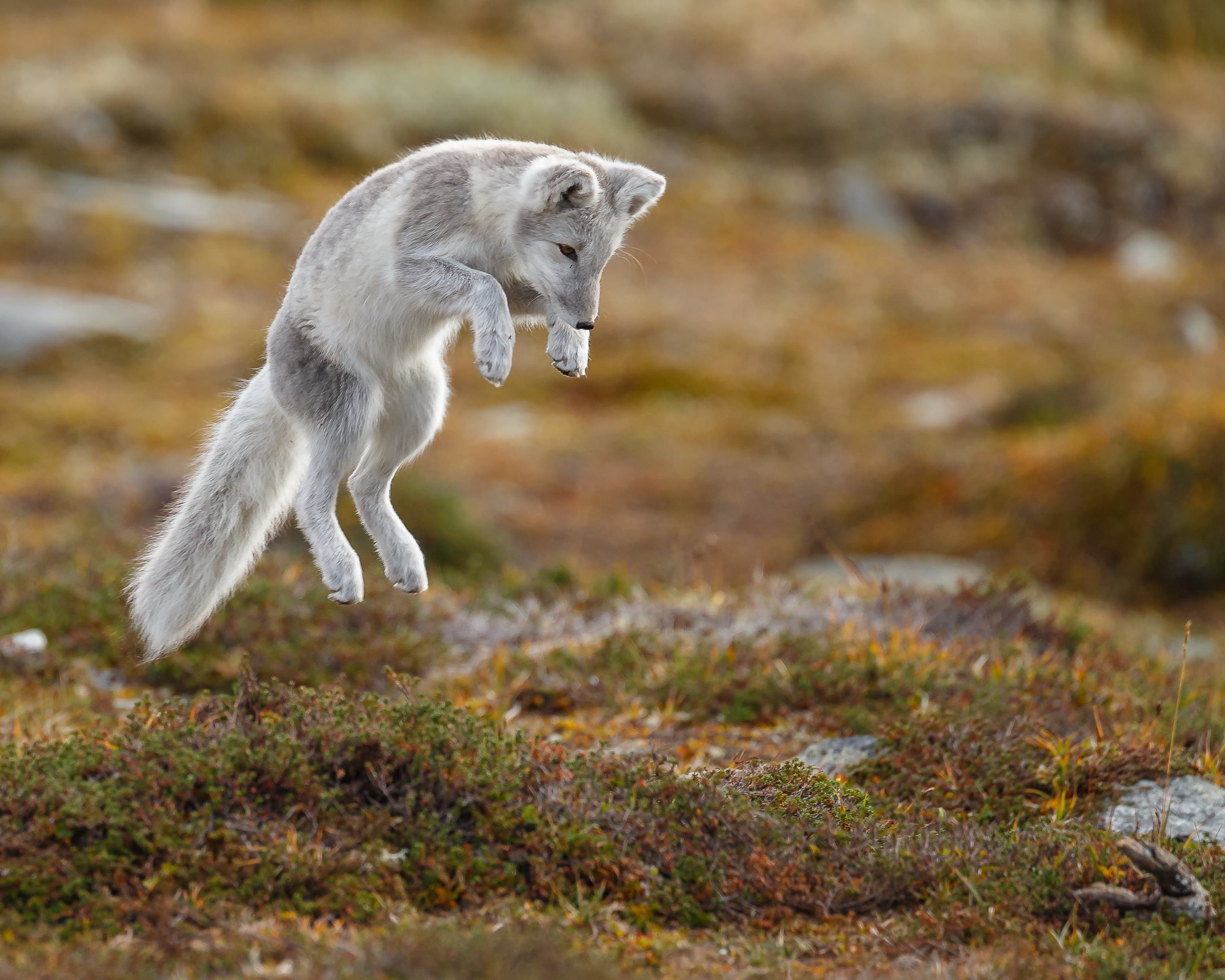 Arctic-Fox-iceland 4