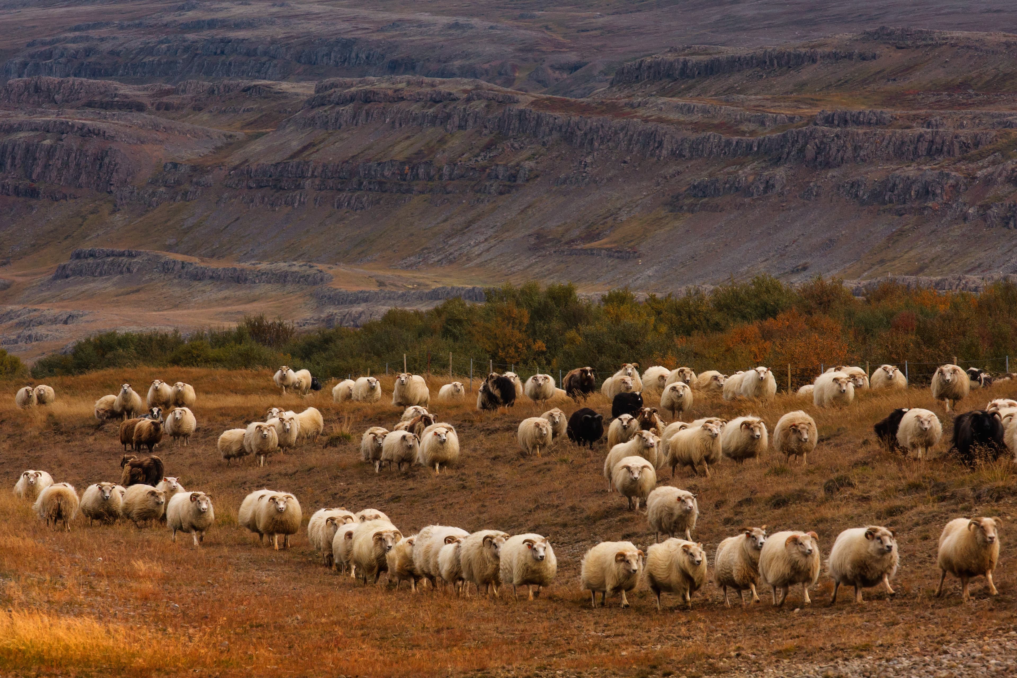 Sheep roundup in Iceland