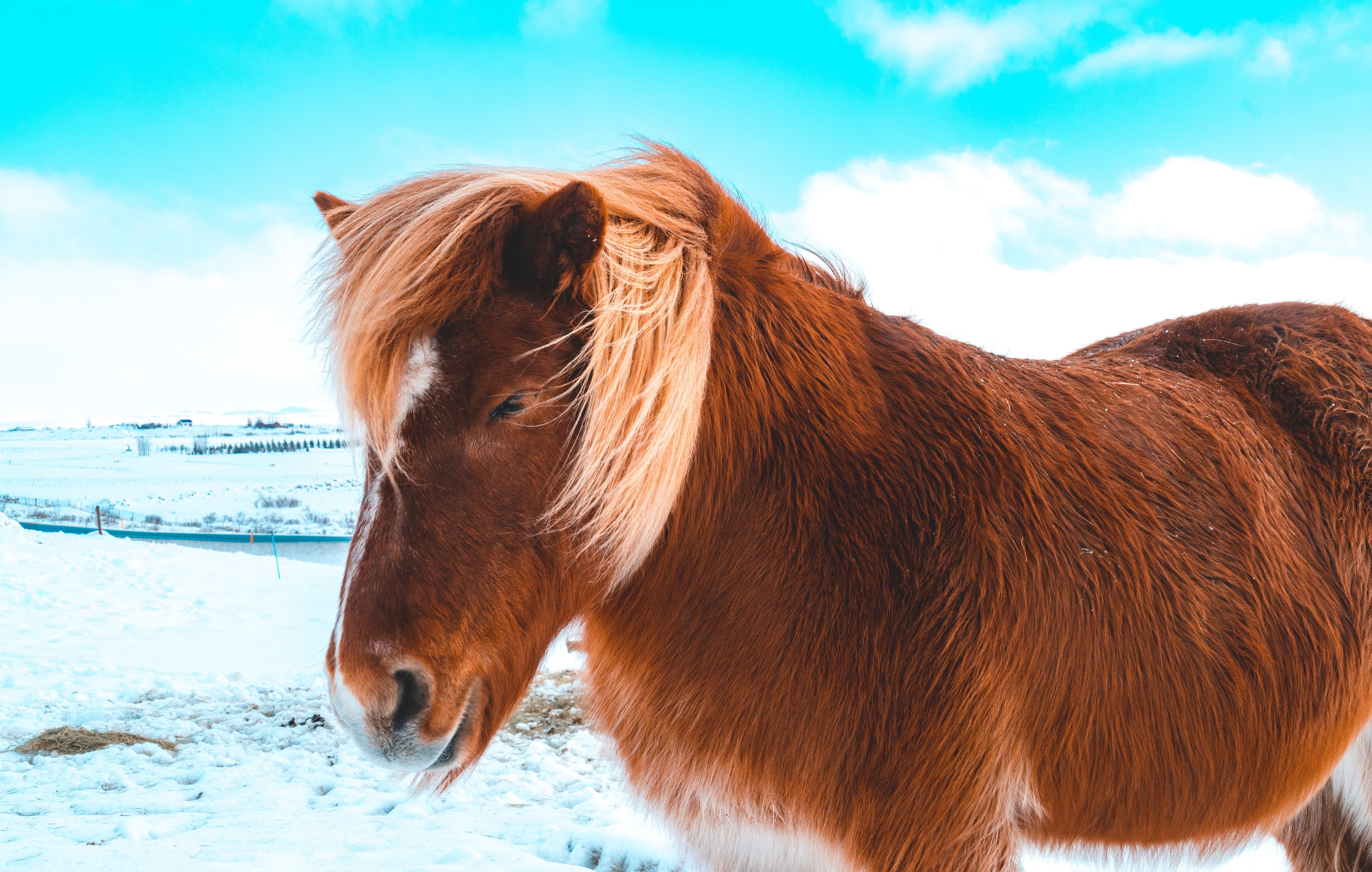 Horses