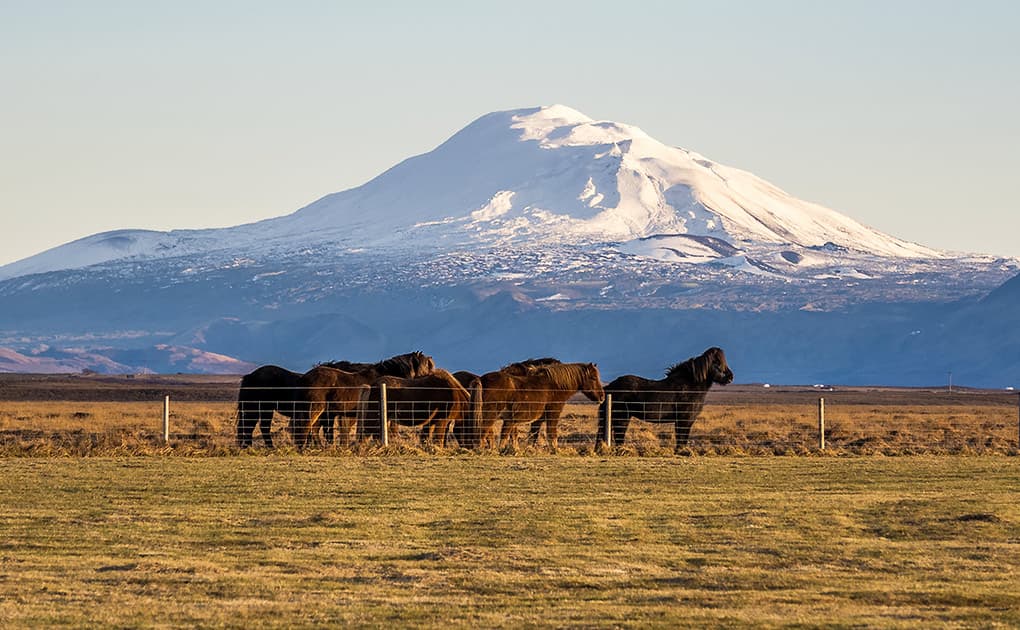 t-horses-hekla-volcano-iceland
