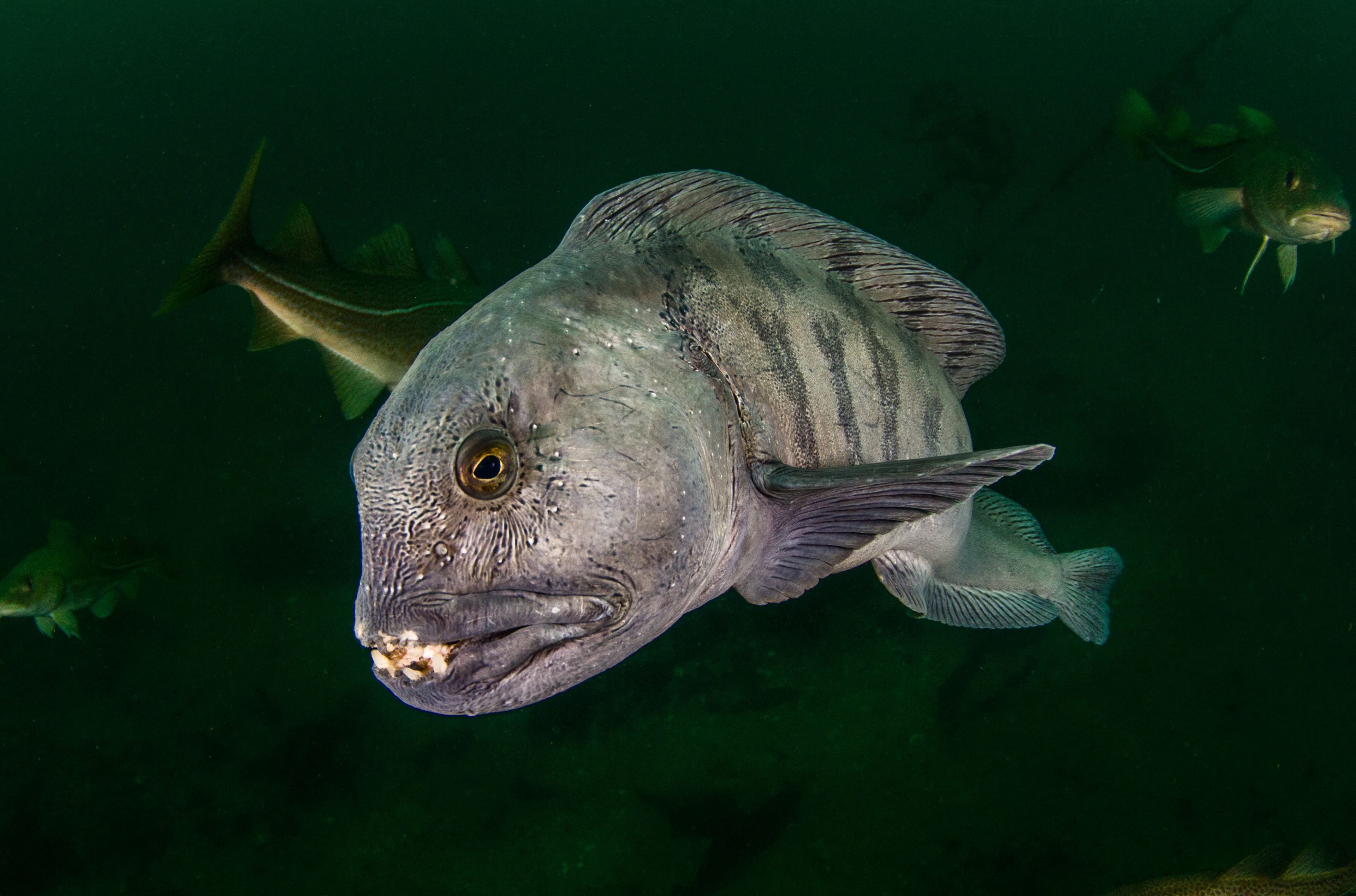 Diving-Styrtan-Akureyri