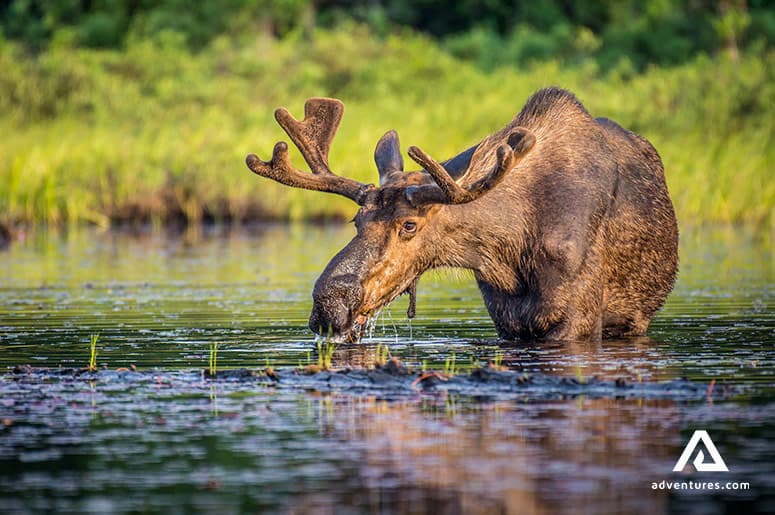 canadian-elk-in-ontario