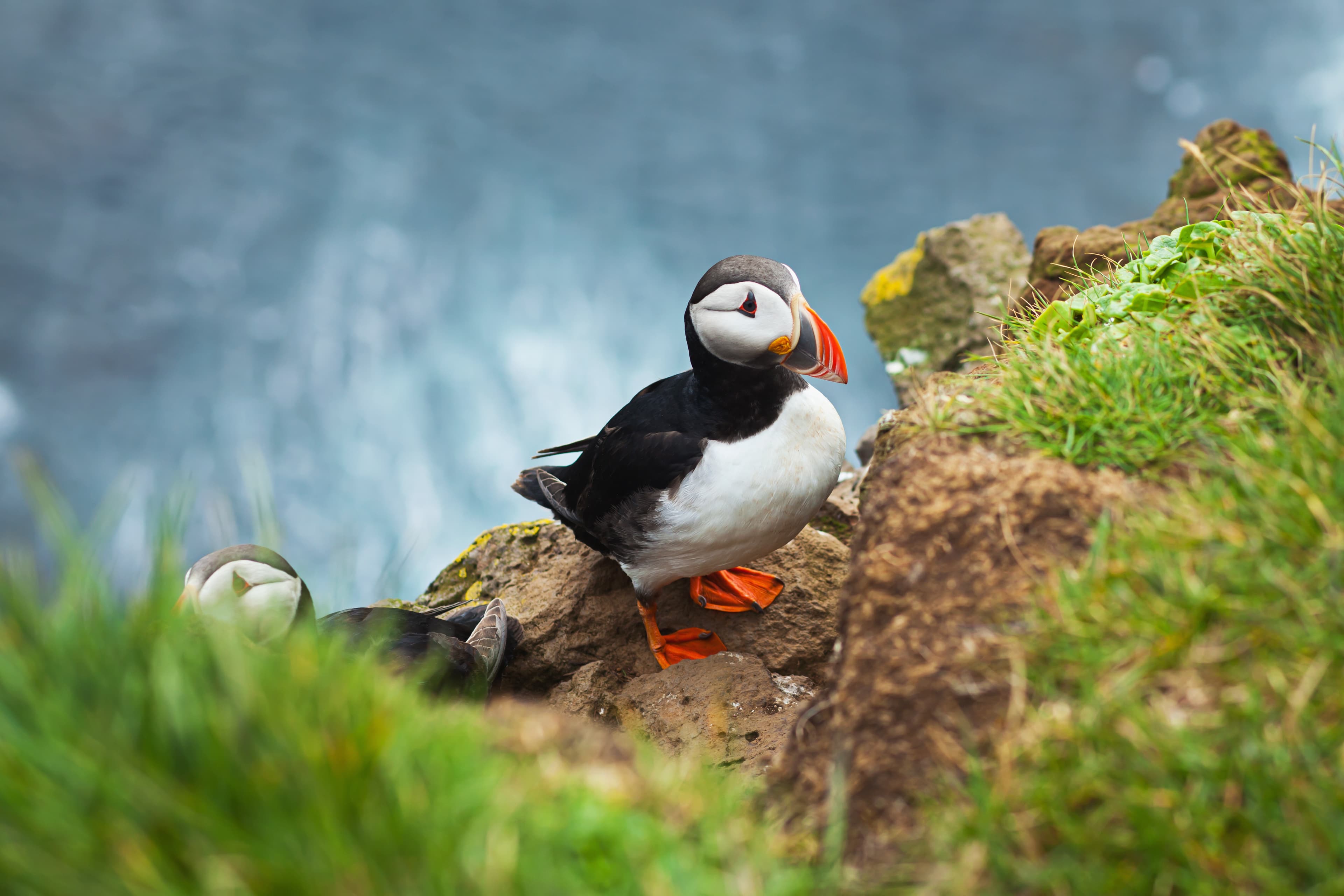 puffin-july-iceland