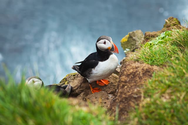 puffin-july-iceland