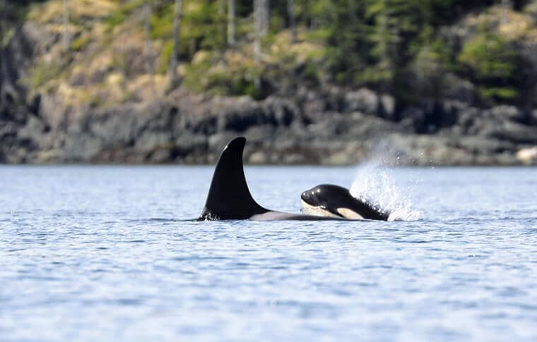 whale-watching-british-columbia