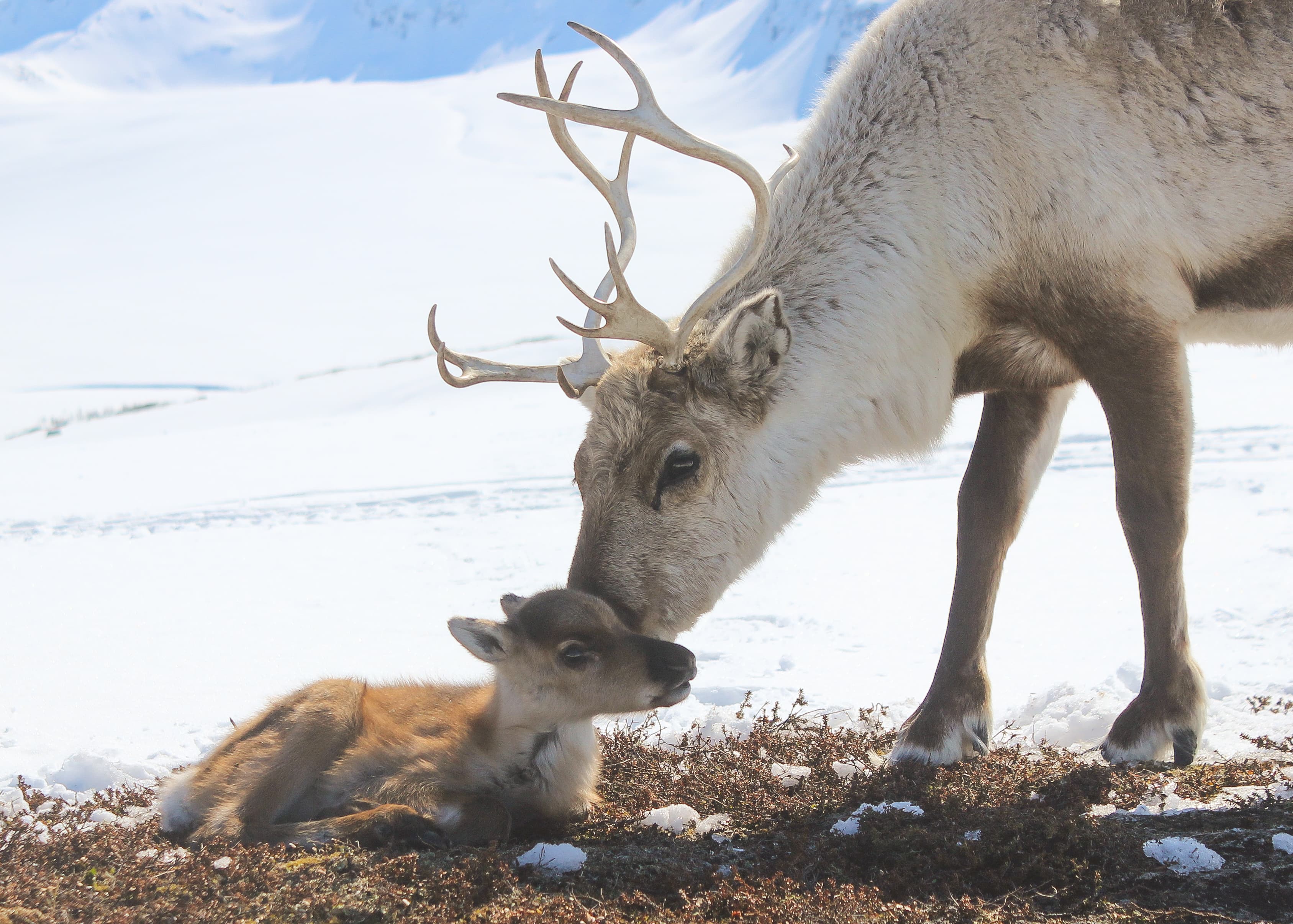 Mom-and-child-reindeers