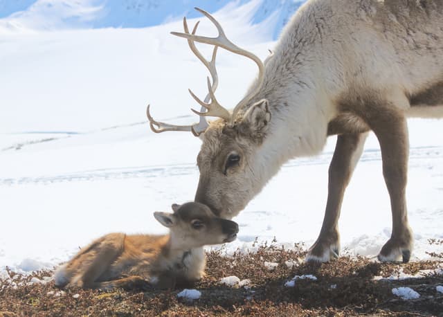 Mom-and-child-reindeers