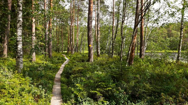 mushroom-forest-finland