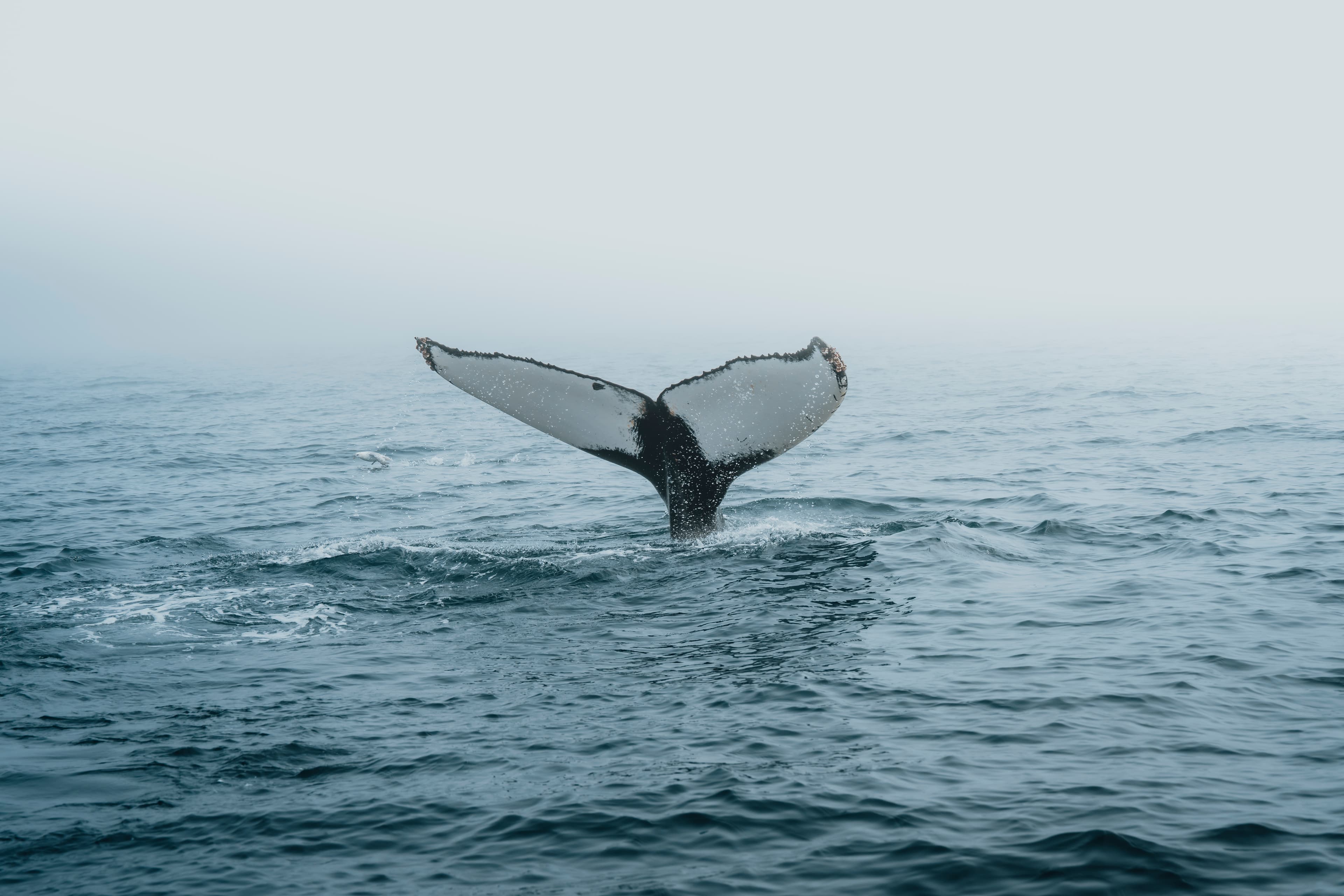 whale-watching-north