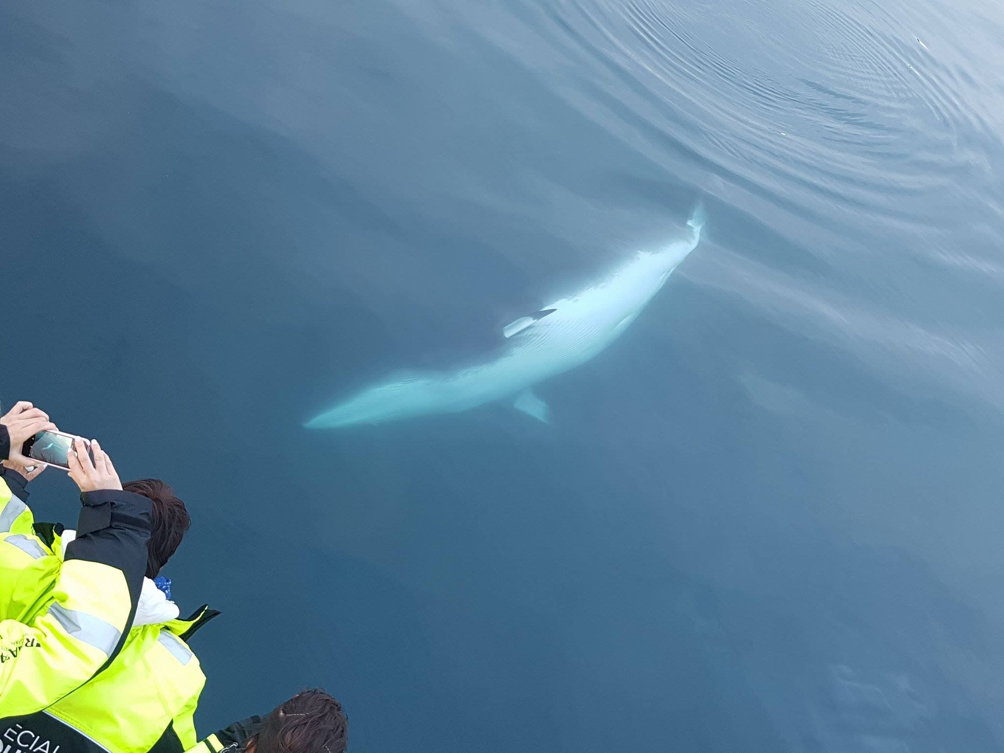 whale watching from reykjavik 37