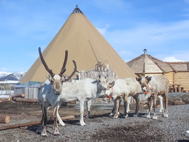 White-reindeers-at-campsite