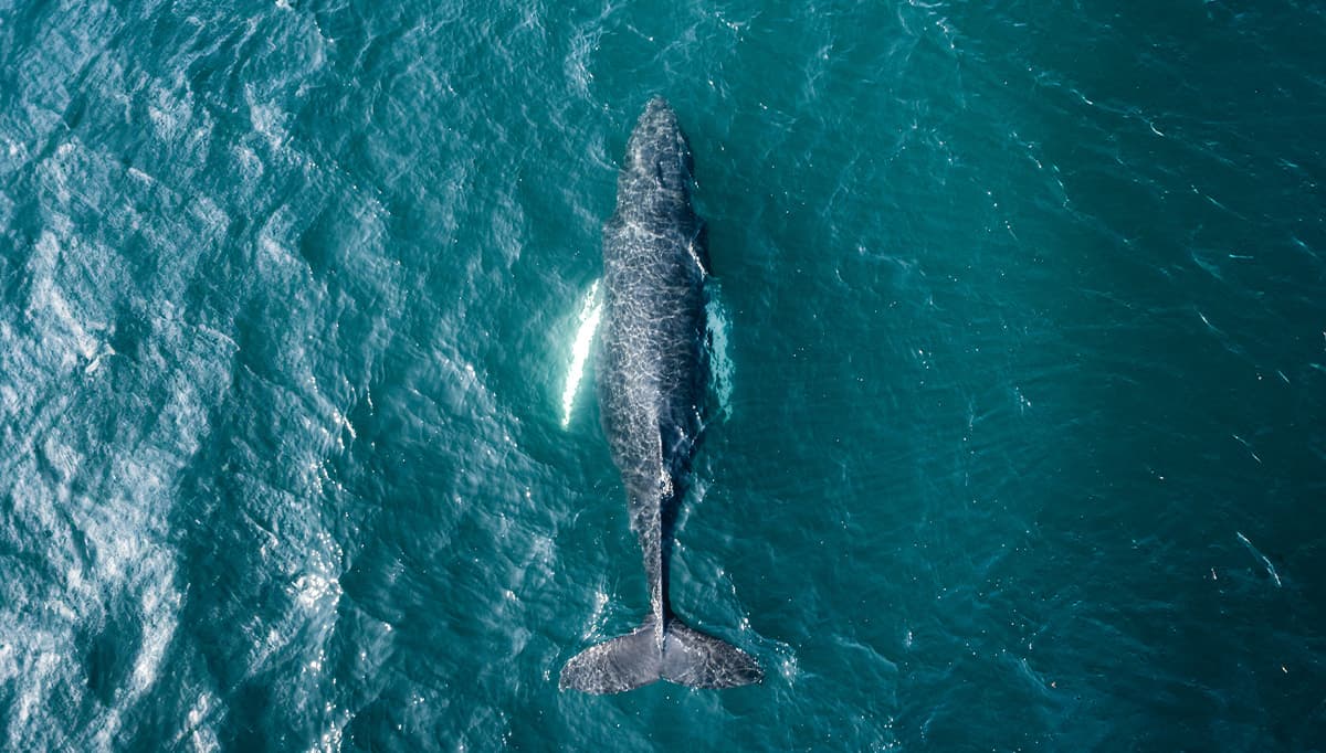 dlvk-whale-watching-1200x628-1