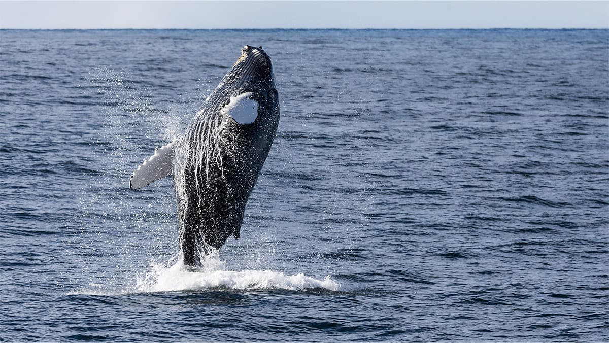 dlvk-whale-watching-1200x628-5