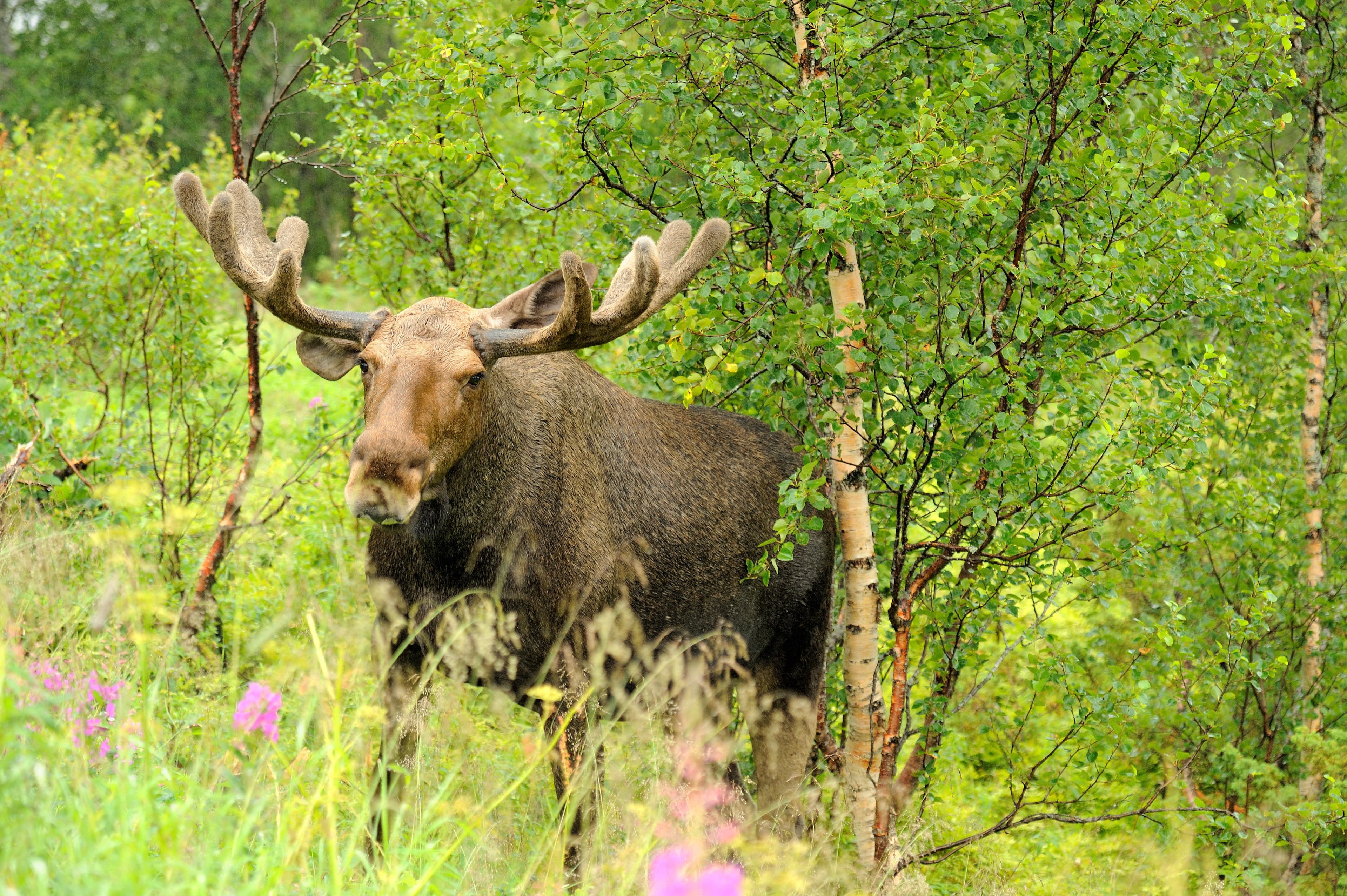 Moose-in-the-forest-Norway