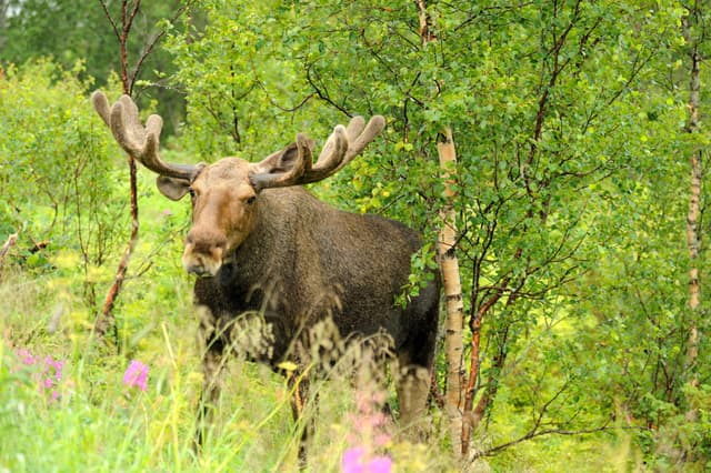 Moose-in-the-forest-Norway