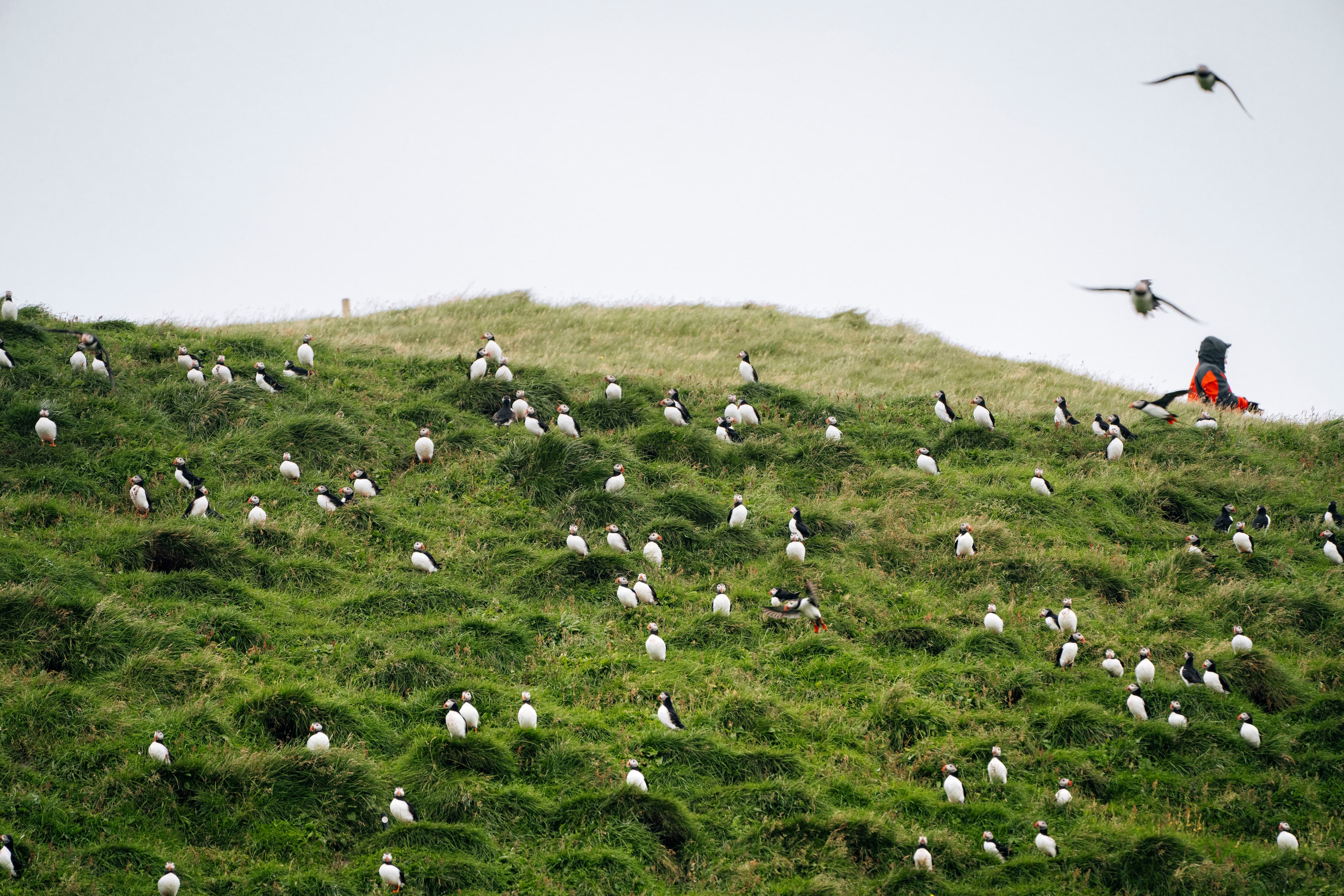 puffin-westmanni-slands