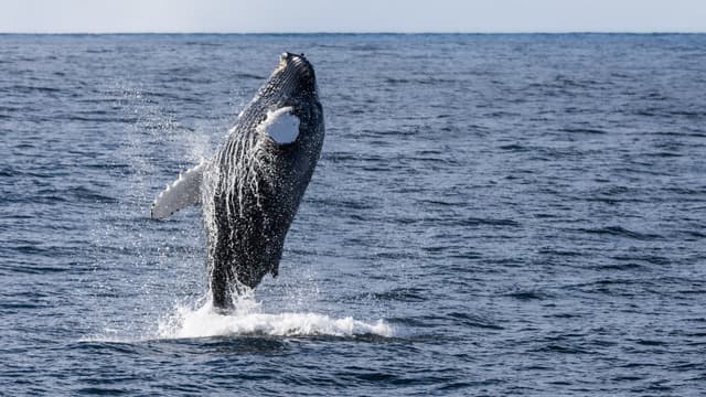 humpback-and-whale-watching