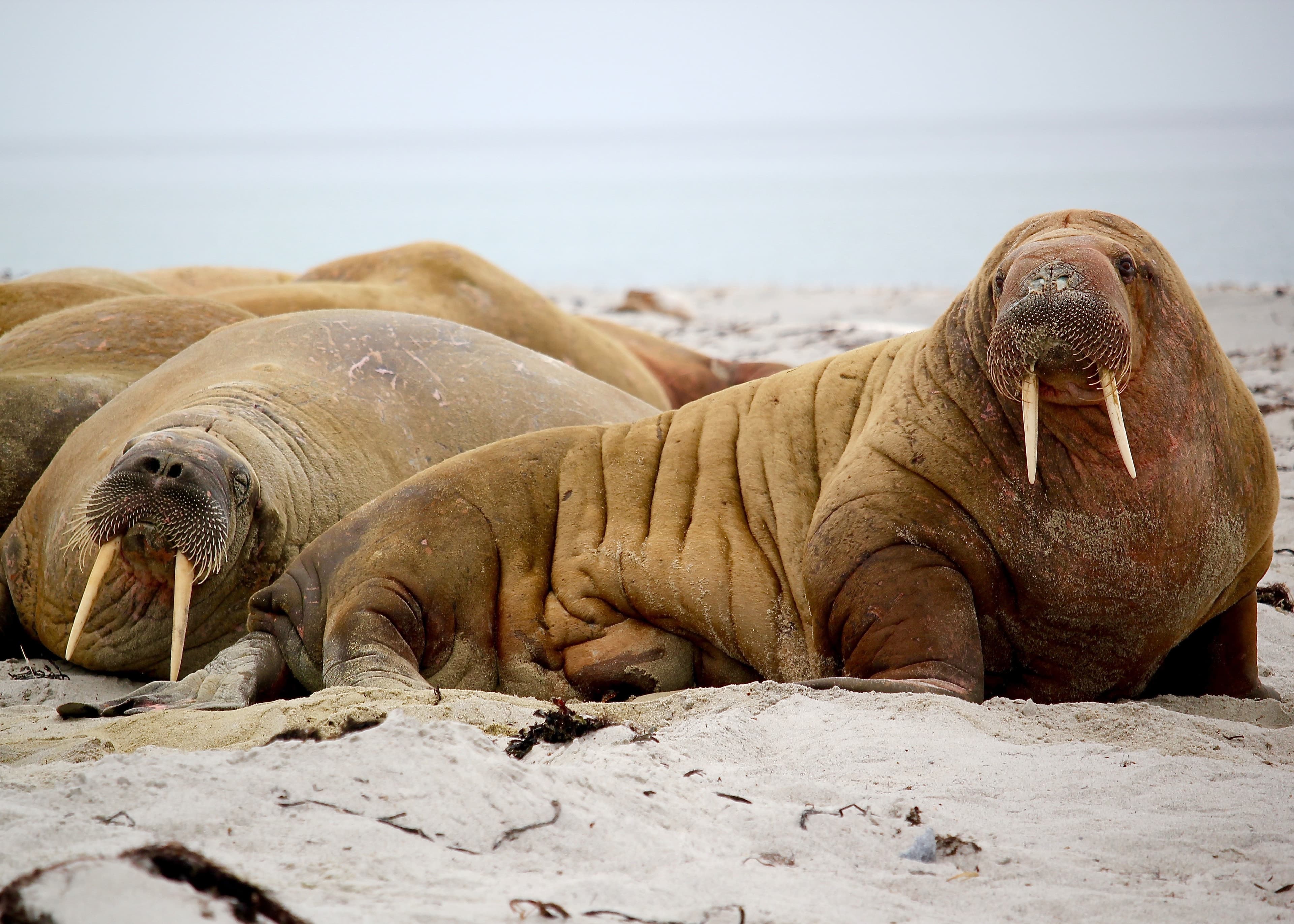 8-walrus