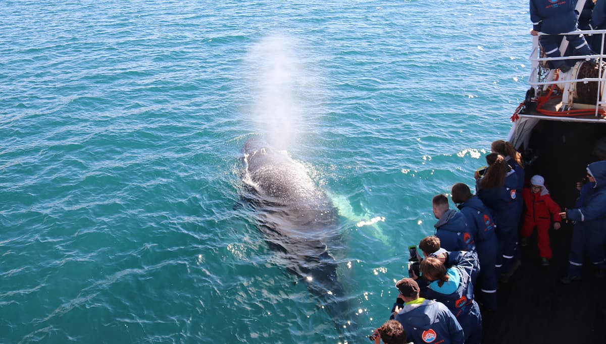 rvk-whale-watching-1200x628