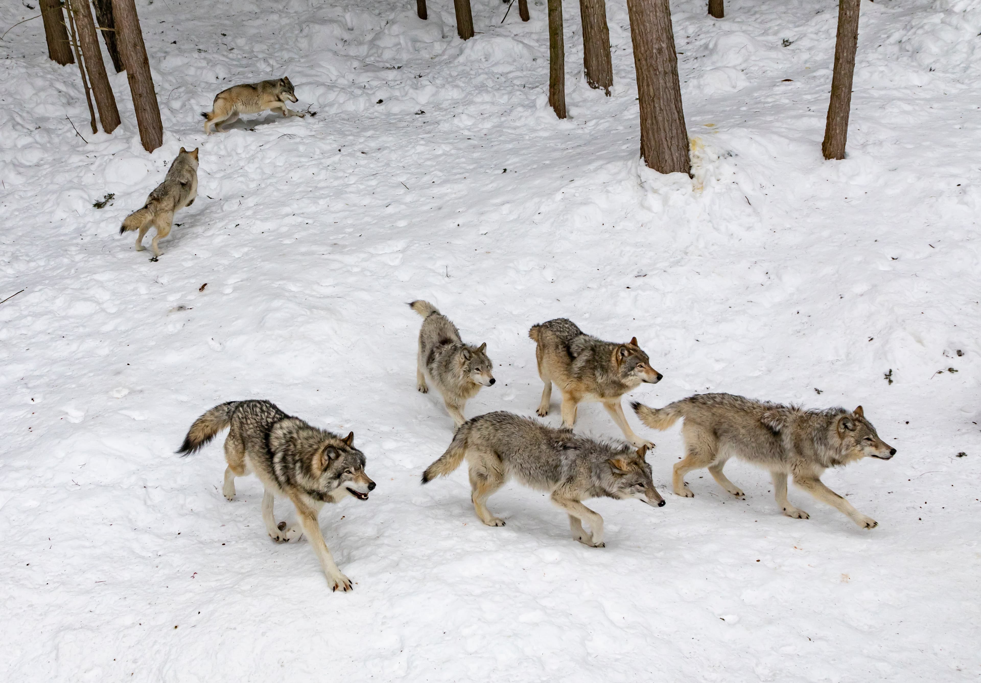 2-vancouver-island-wolf-canada