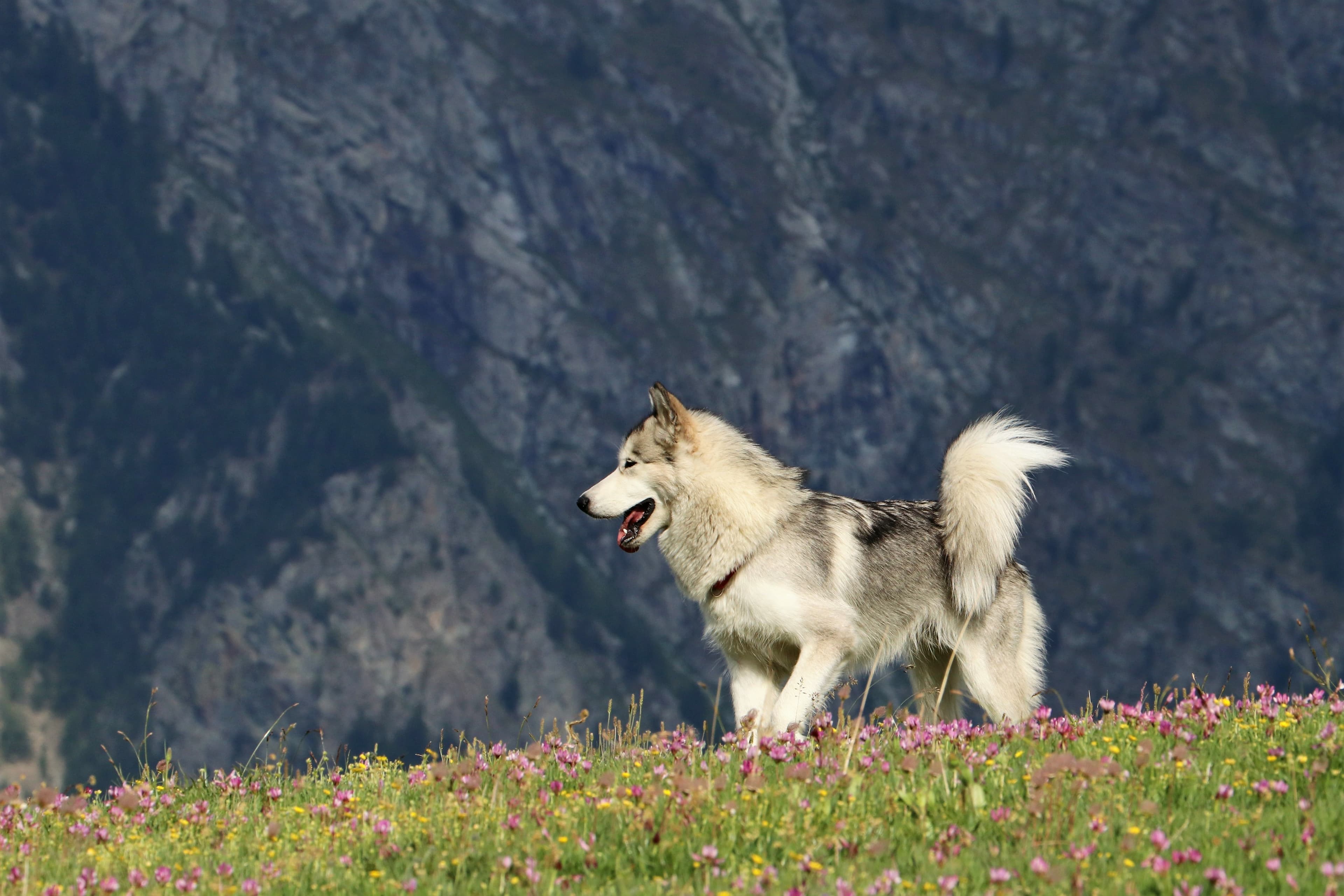 Alaskan Malamute