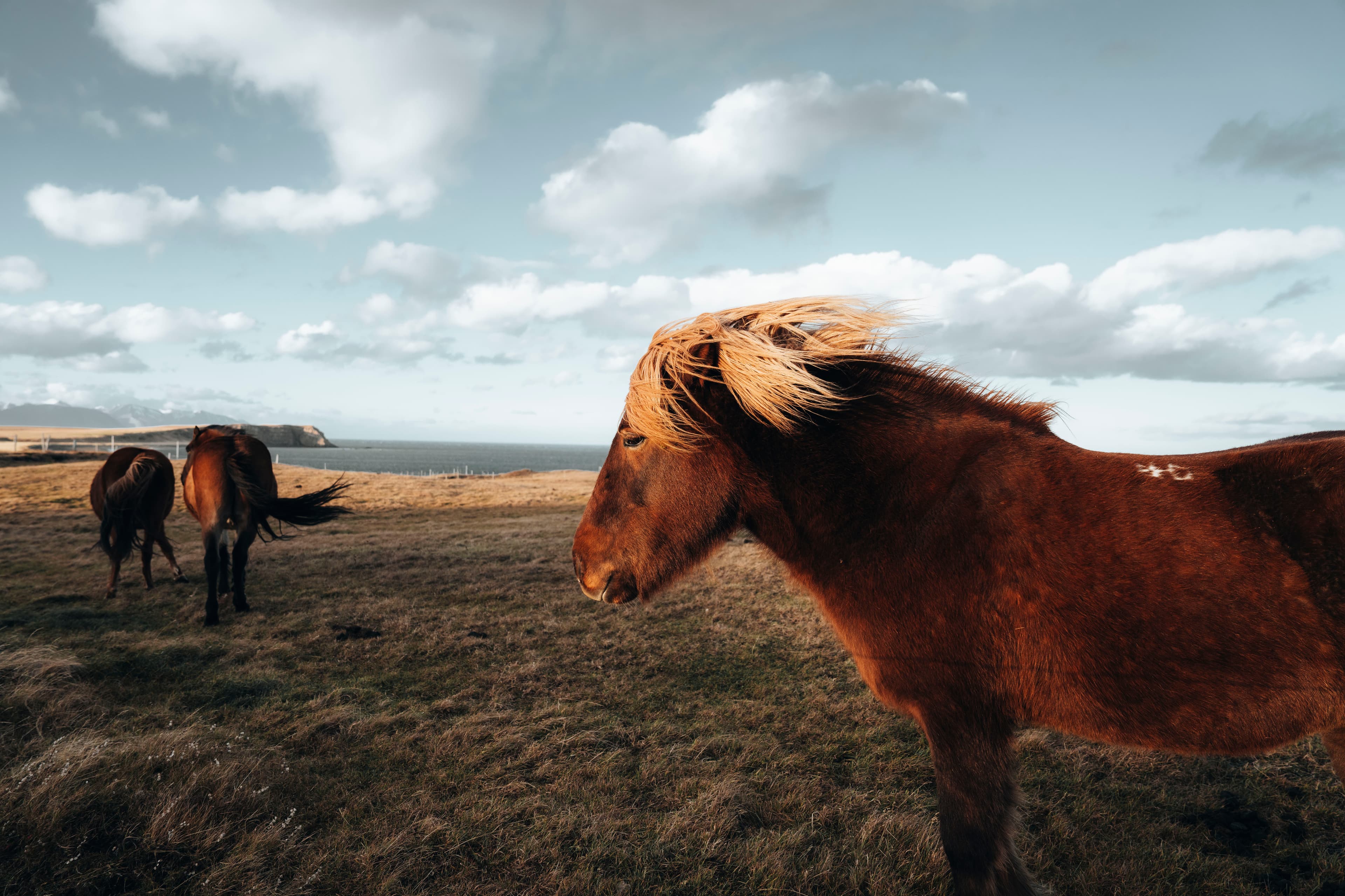 north-husavik-horse