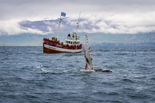 whale-watching-dalvik-1-9