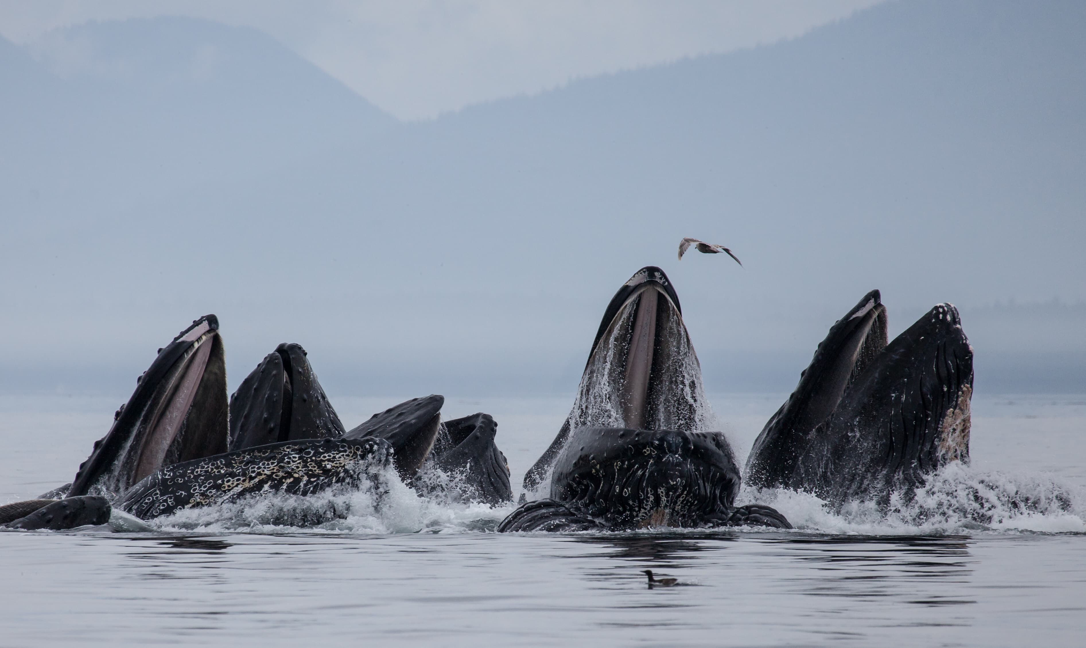 whales-westfjords