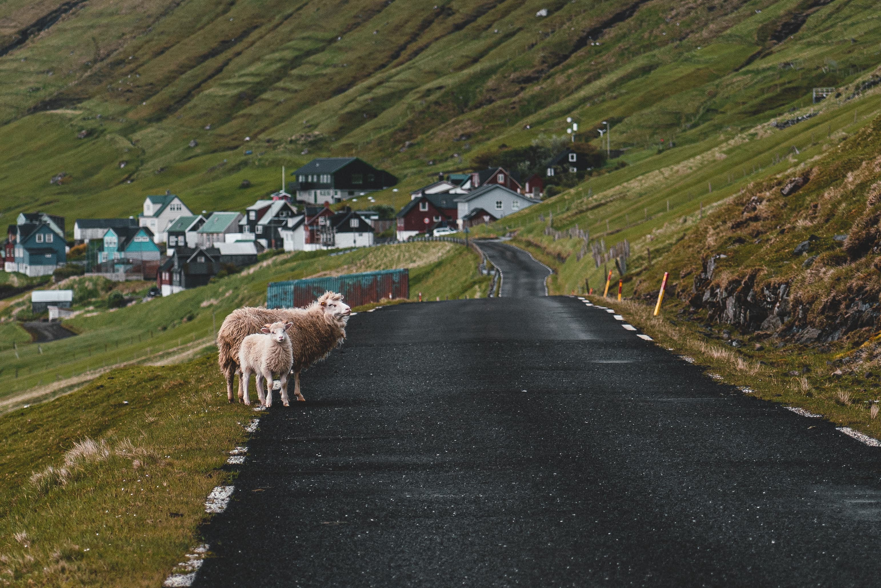Sheeps crossing a road in Kalsoy