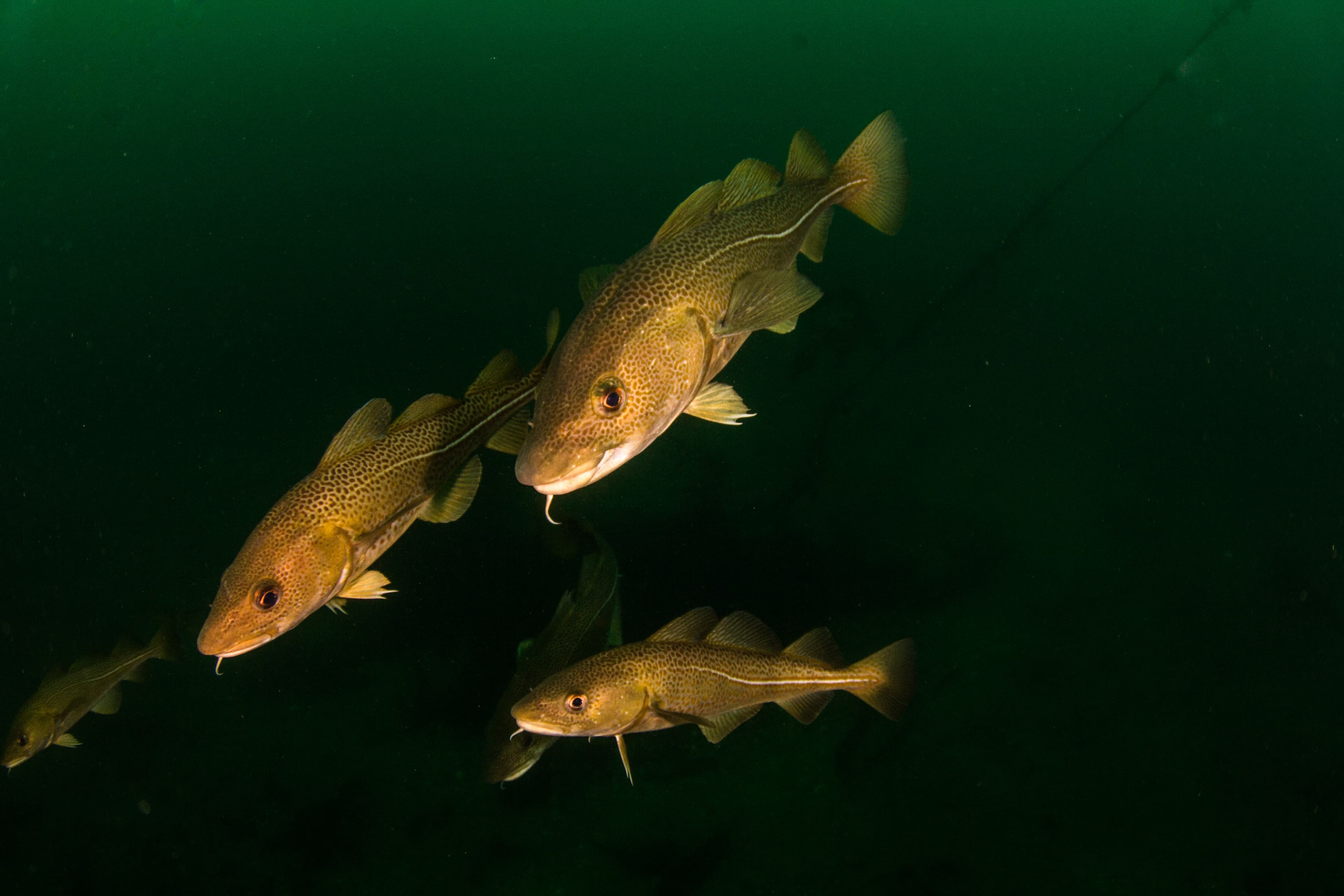 Diving-Styrtan-Akureyri