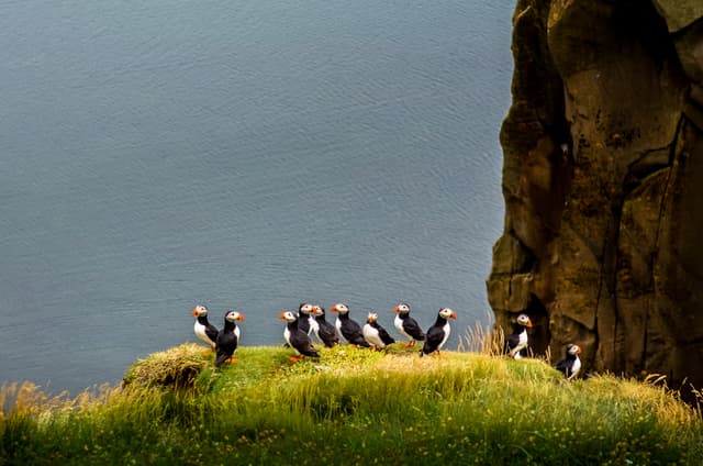 Puffins-iceland
