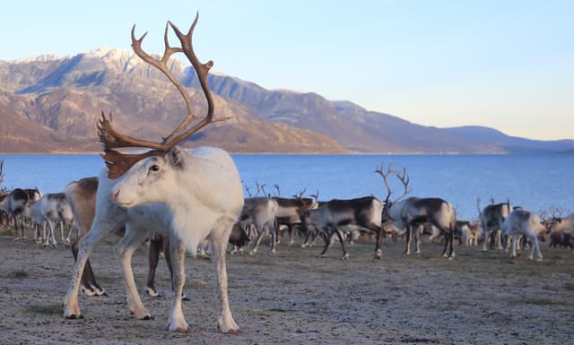 Reindeers-by-sea-shore-in-Tromso