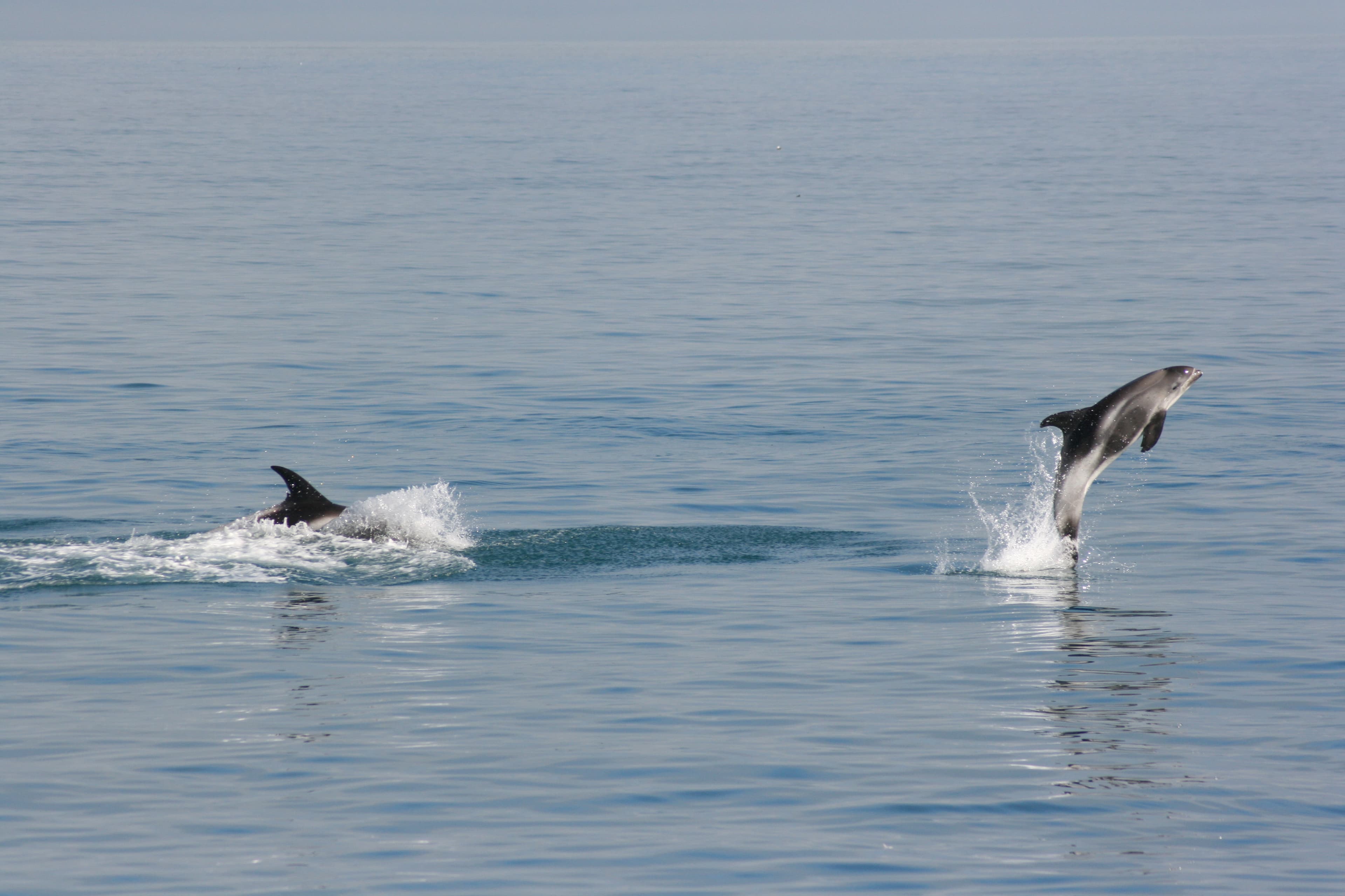 Whale-Watching-Dalvik-North-Iceland-12