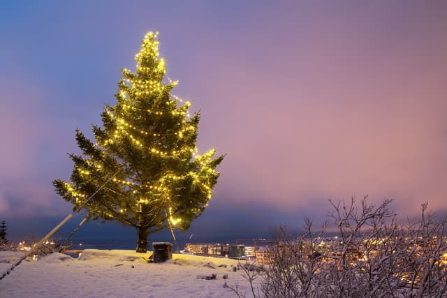 christmas-tree-iceland