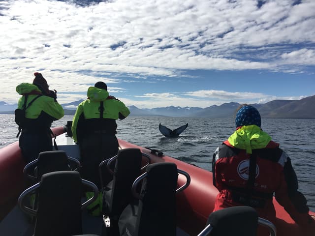 whales of iceland16