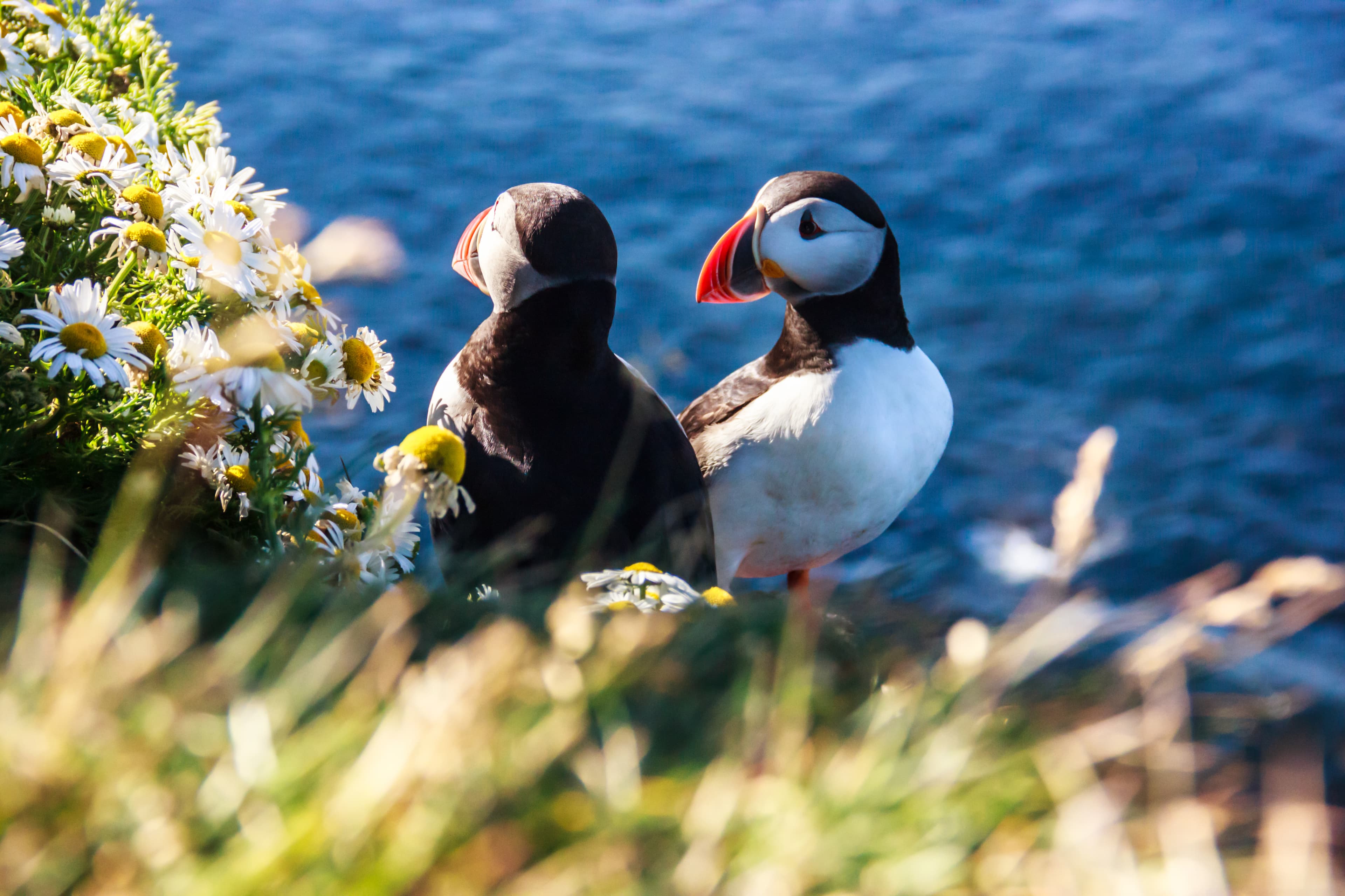 Puffins-iceland