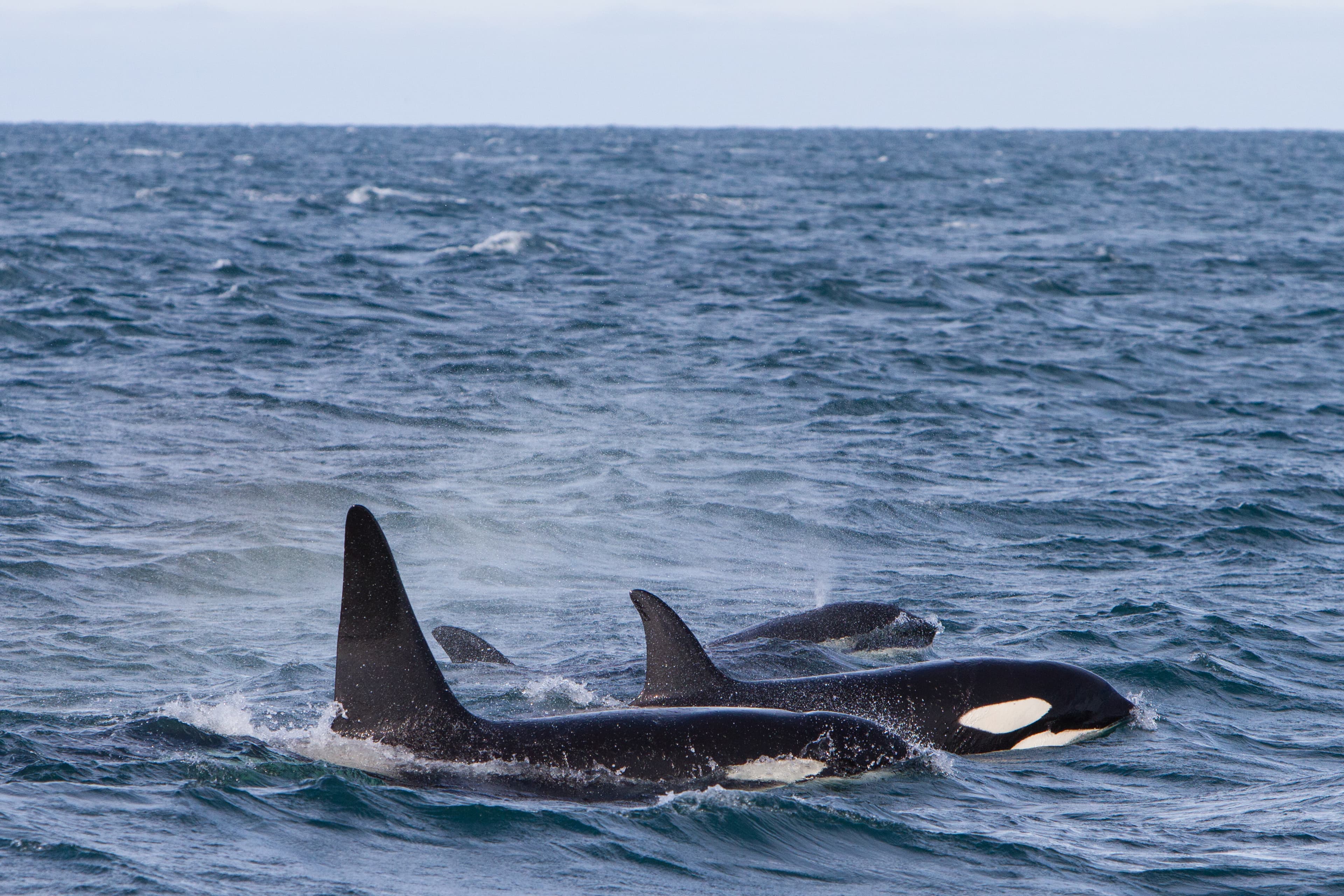 Olafsvik-whale-watching-tour2