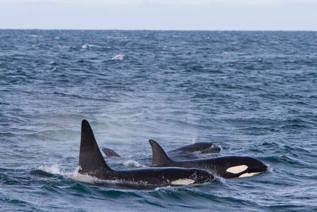 Olafsvik-whale-watching-tour2