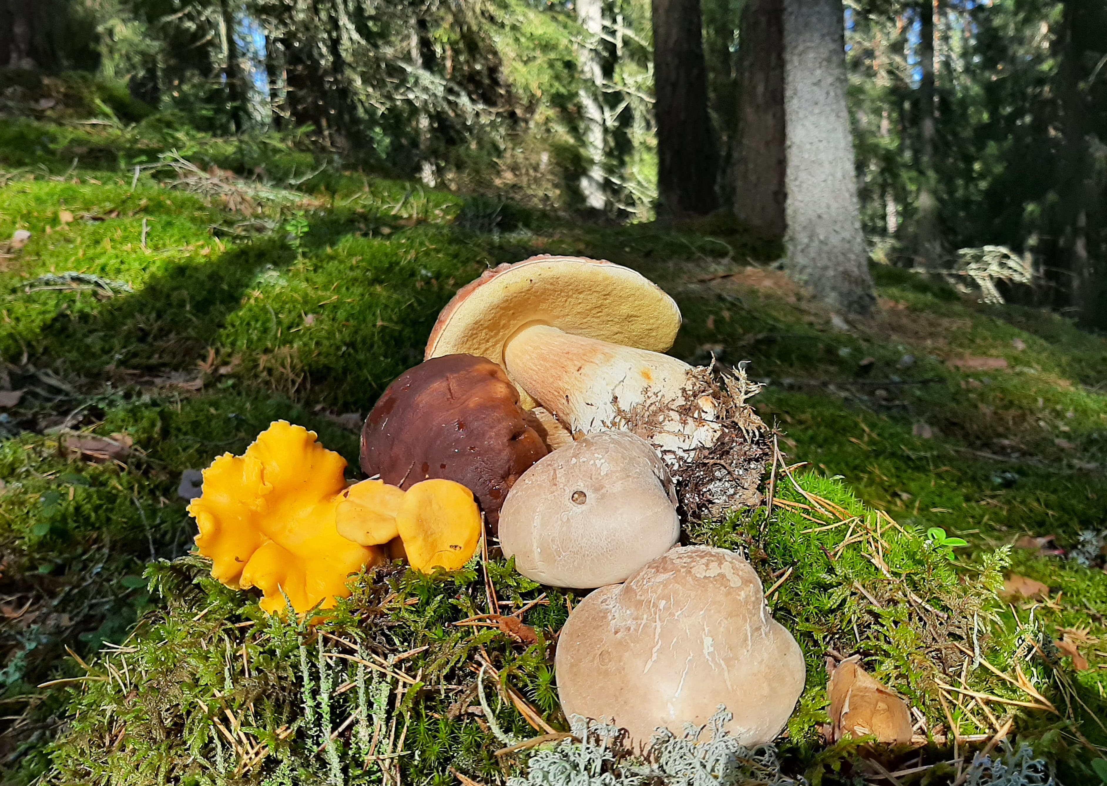 mushroom-in-finnish-forest