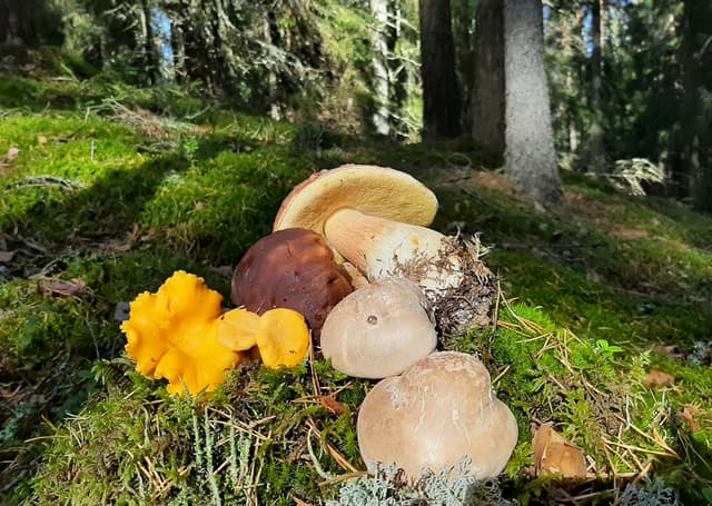 mushroom-in-finnish-forest