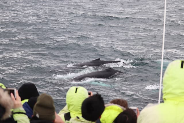 whale watching from reykjavik 22