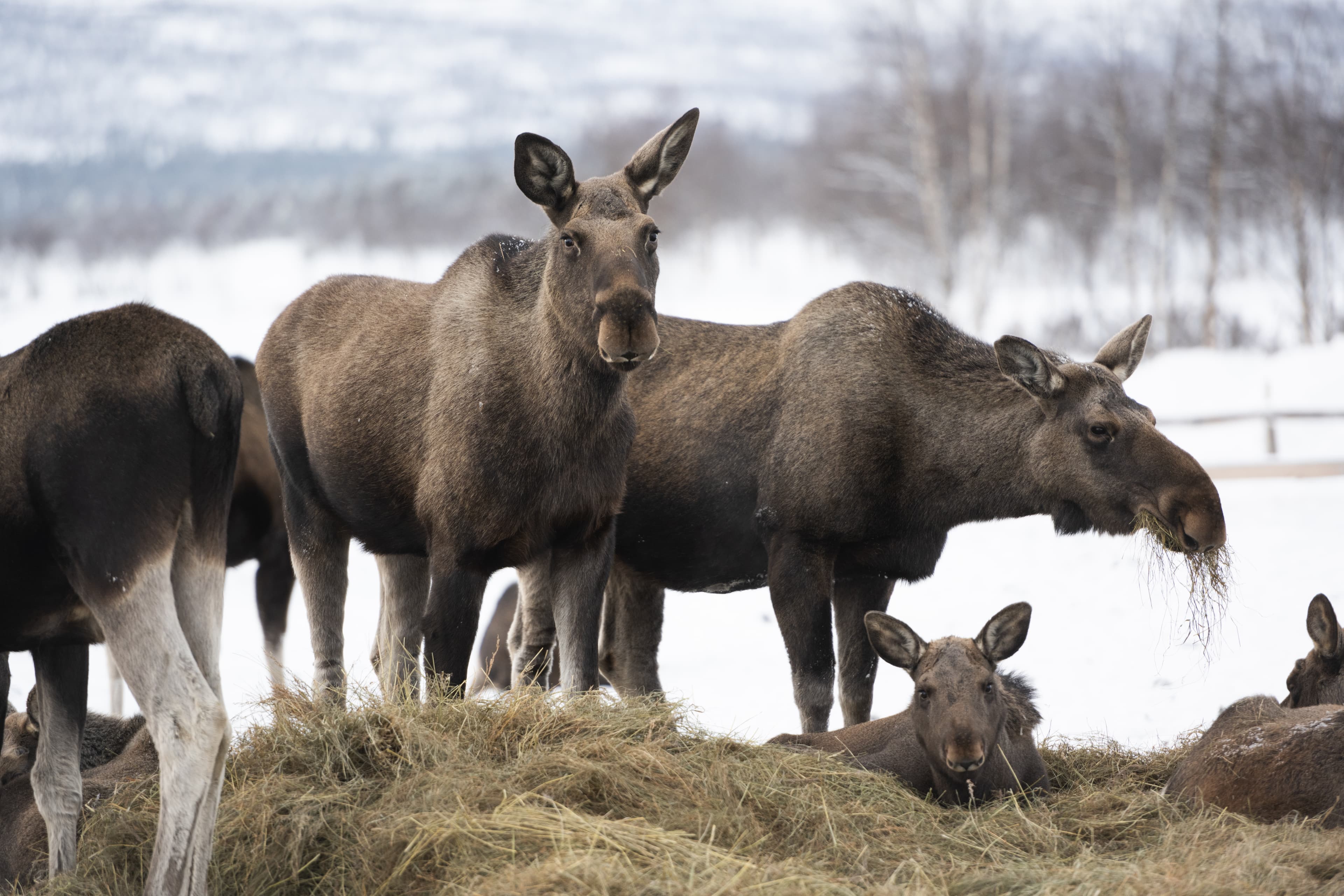 moose02