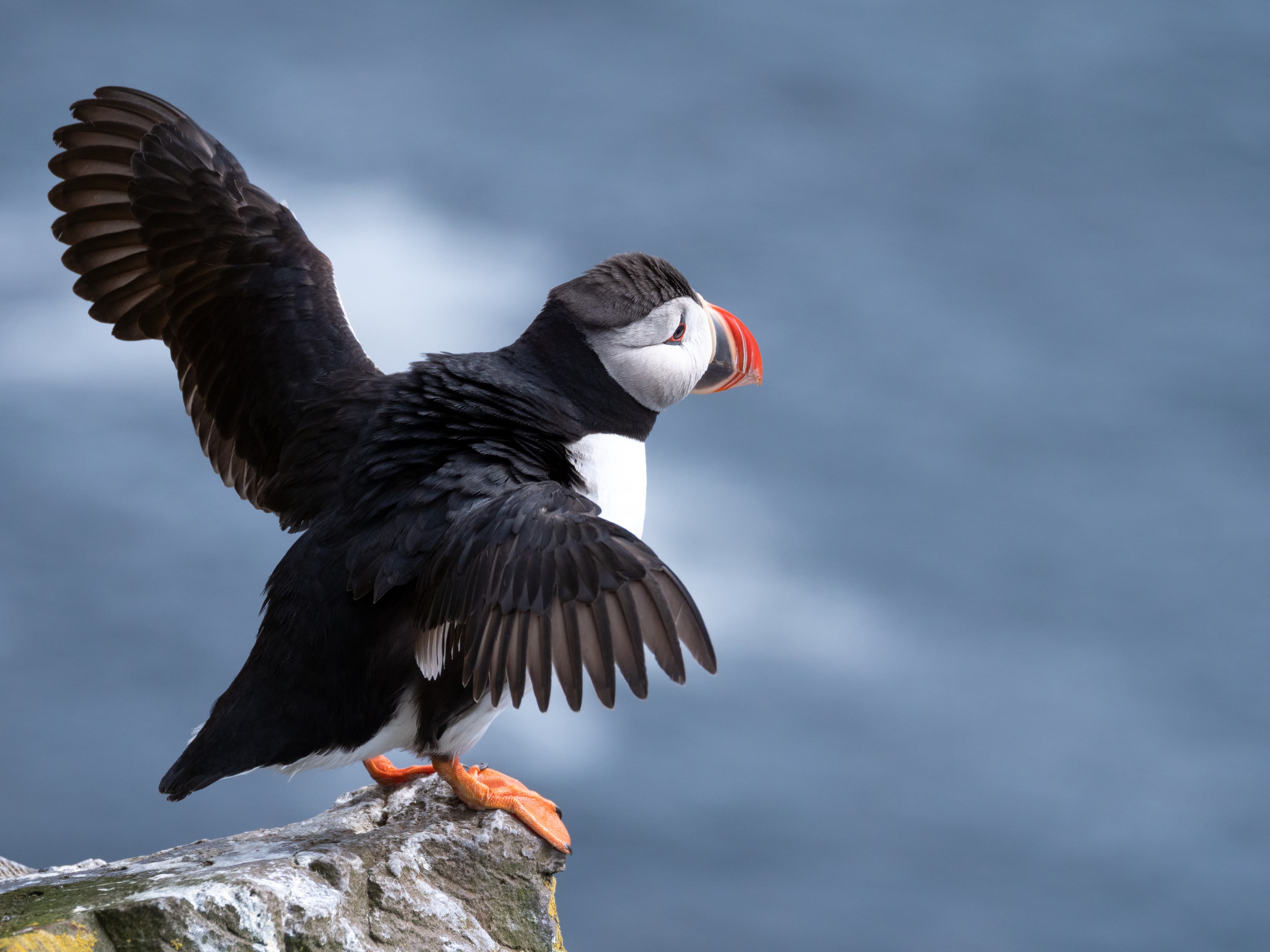 Whales-puffins-reykjavik2