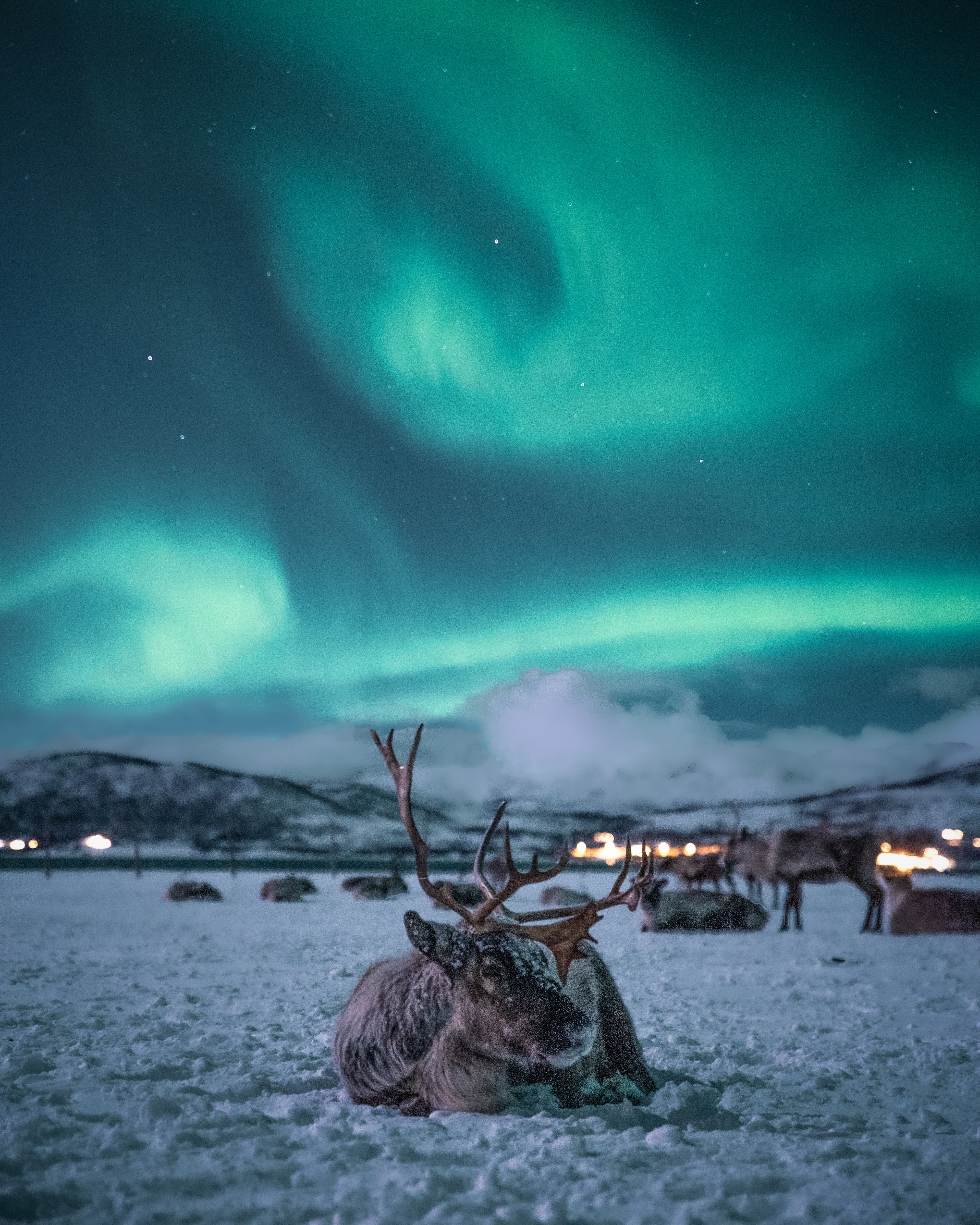 Reindeers-and-aurora-in-the-sky