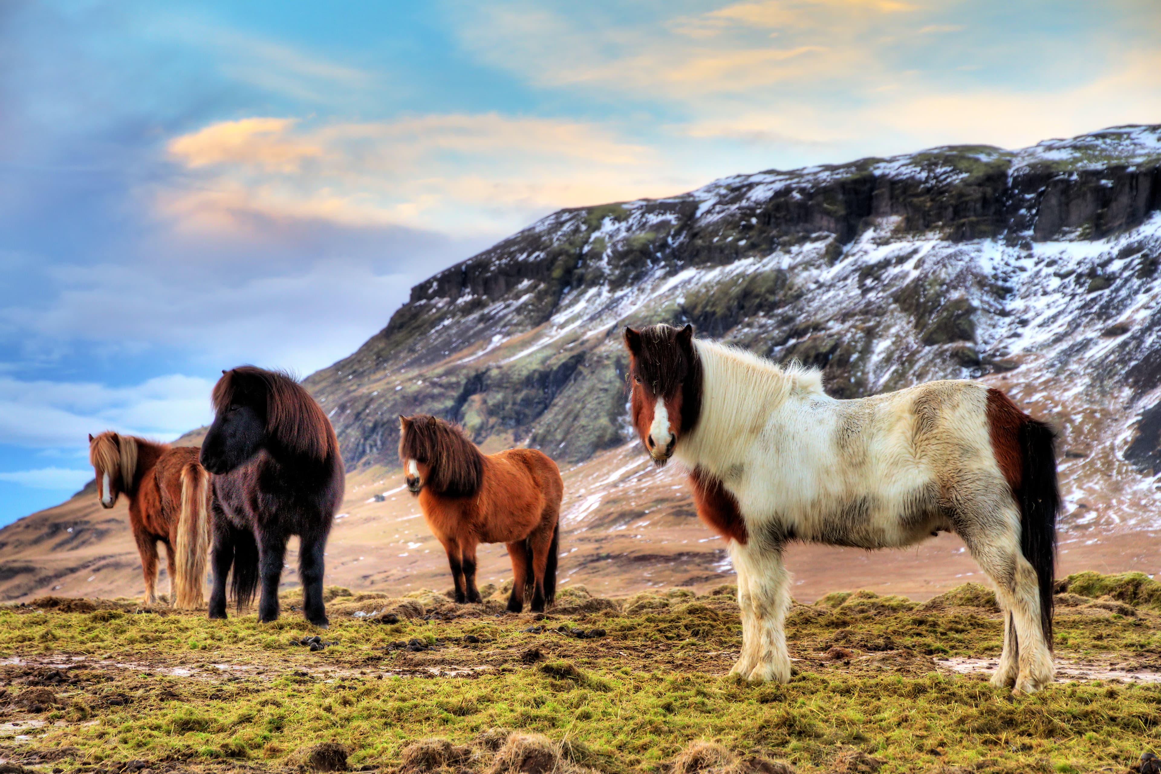 icelandic-horses-spring-iceland
