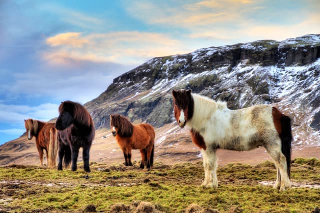 icelandic-horses-spring-iceland
