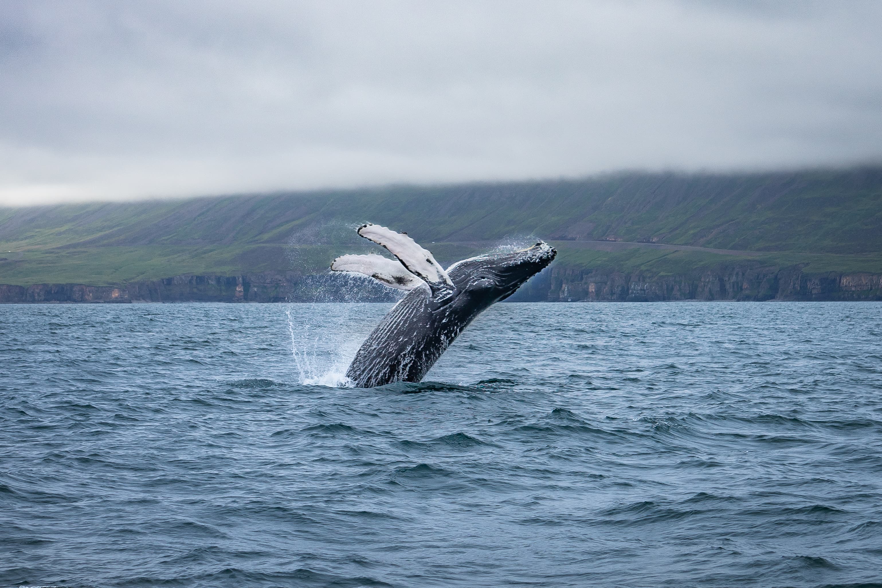 whale watching